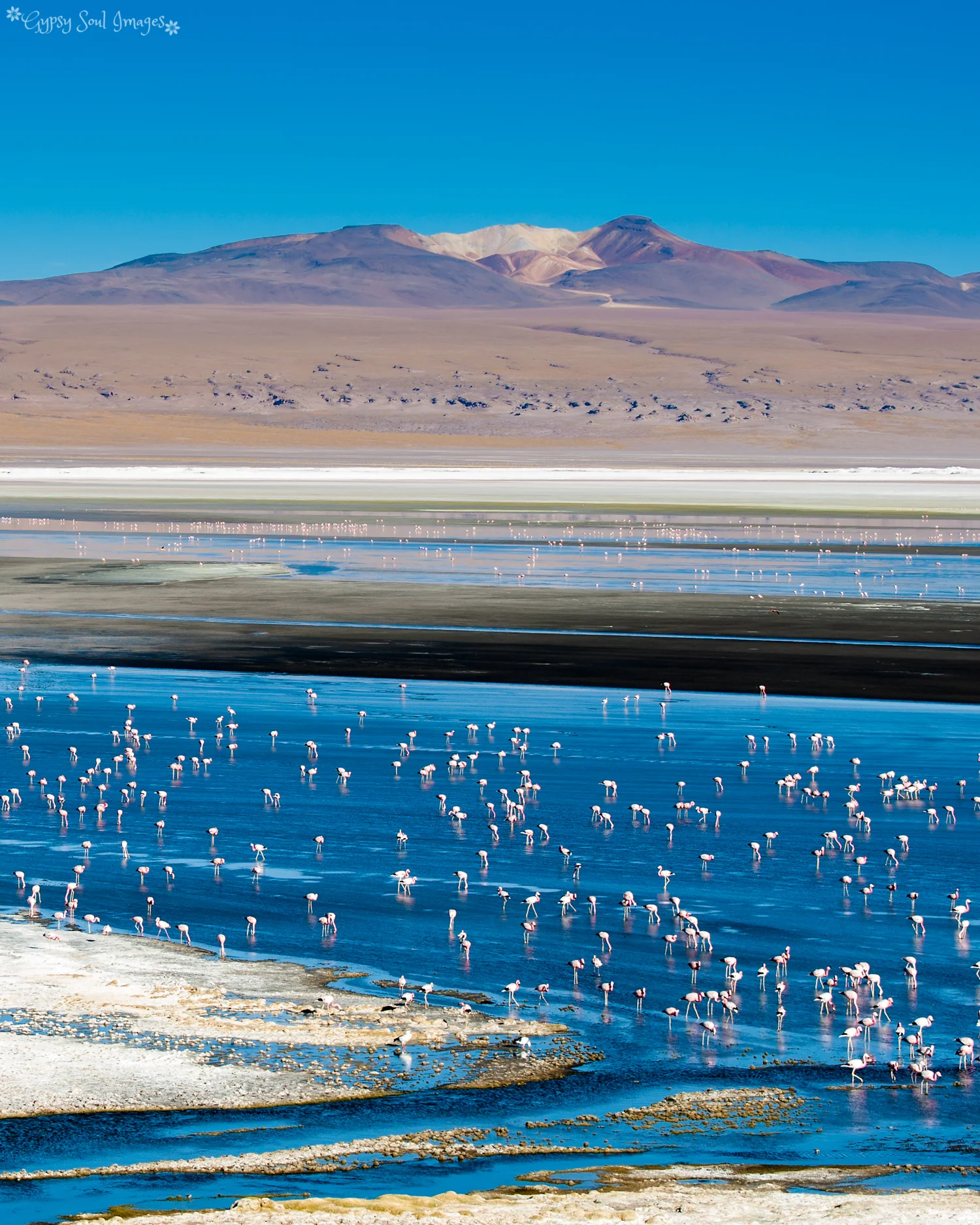 Ethereal Beauty - Laguna Colorada, Bolivian Altiplano