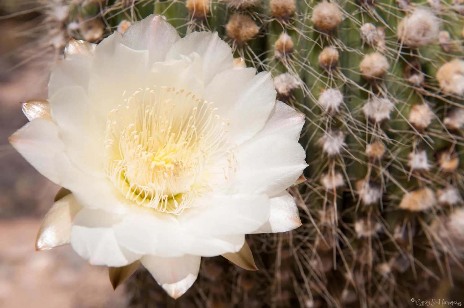 Cactus Flower - Cachi, Argentina
