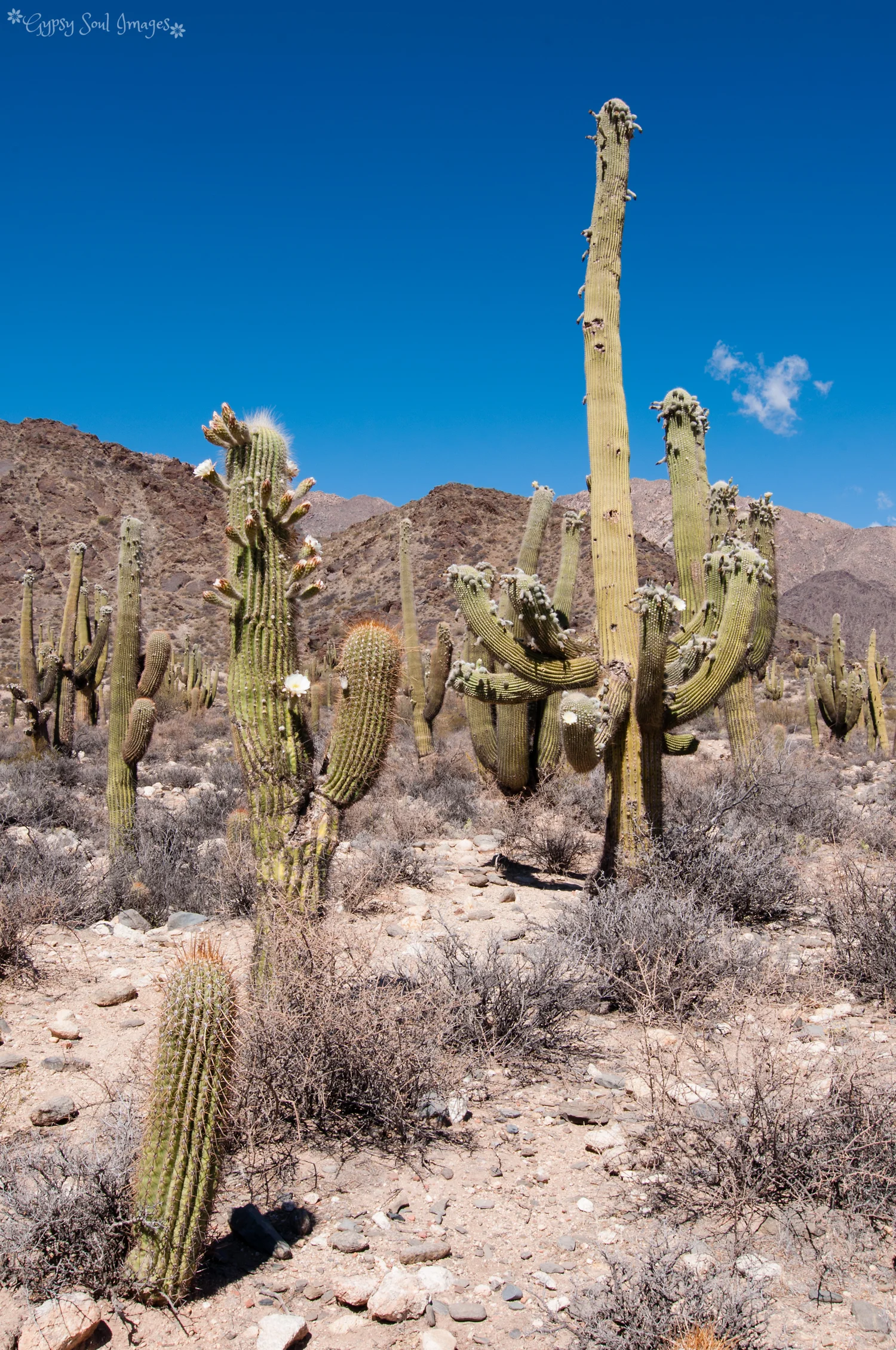 Cactus - Cachi, Argentina