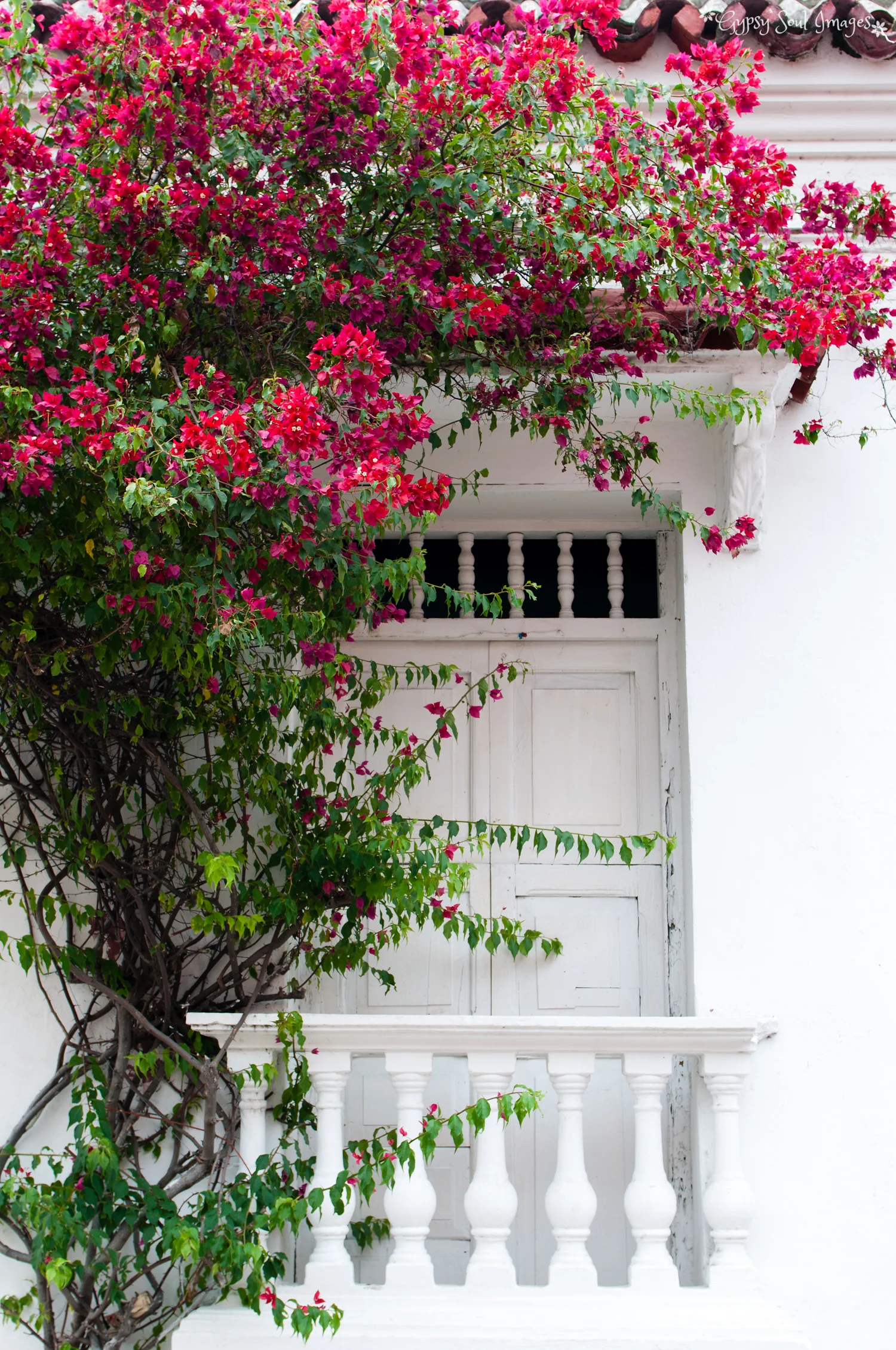Bougainvillea on White - Cartagena, Colombia