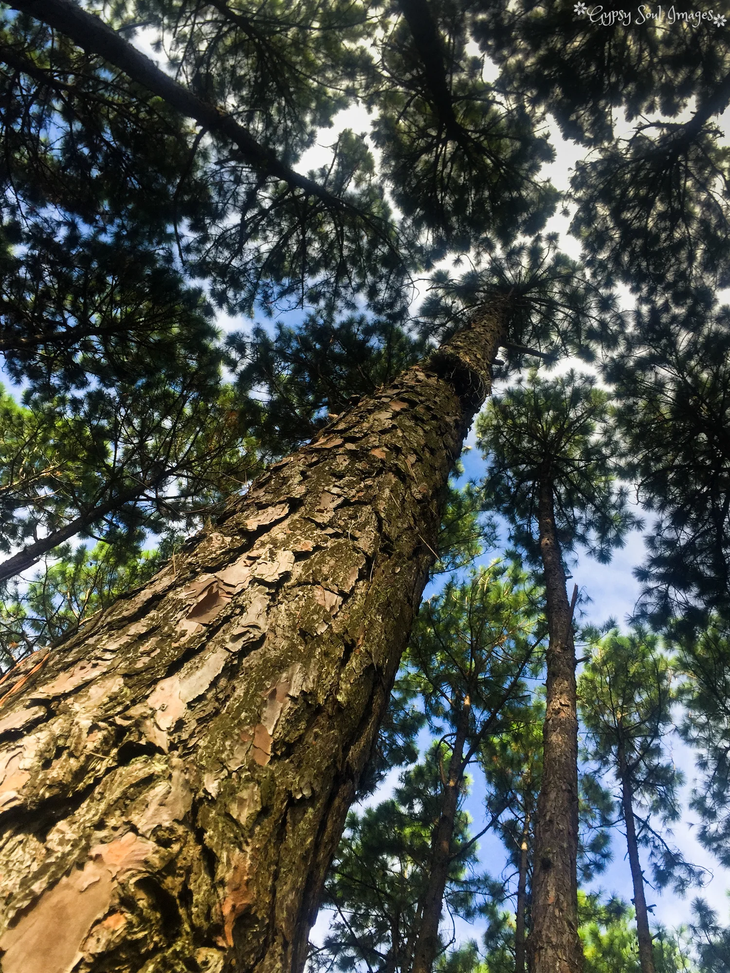Pine Forest - Florianopolis, Brazil