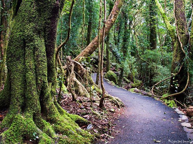 Ancient Rainforest - Springbrook, Australia
We recently spent a long weekend in Springbrook National Park, a nature lovers paradise filled with hiking tracks, waterfalls and lush rainforest. π±πΏπ΄ The area forms part of the Gondwana Rainforest, wit