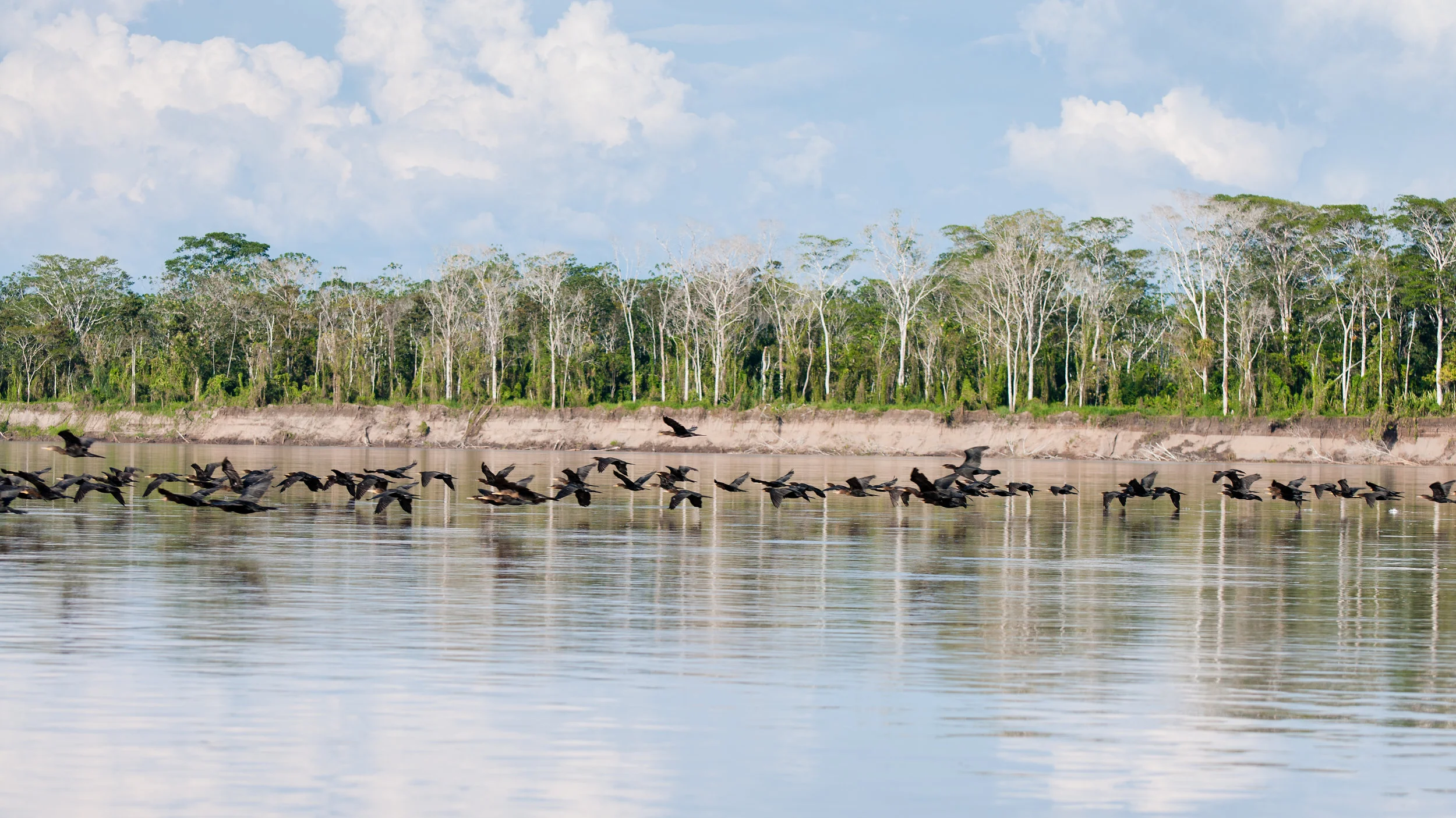 Birds taking Flight - Amazon River, Peru