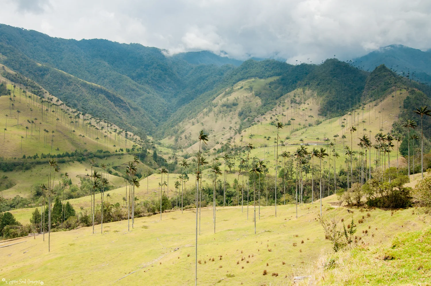 Valle de Cocora - Salento, Colombia