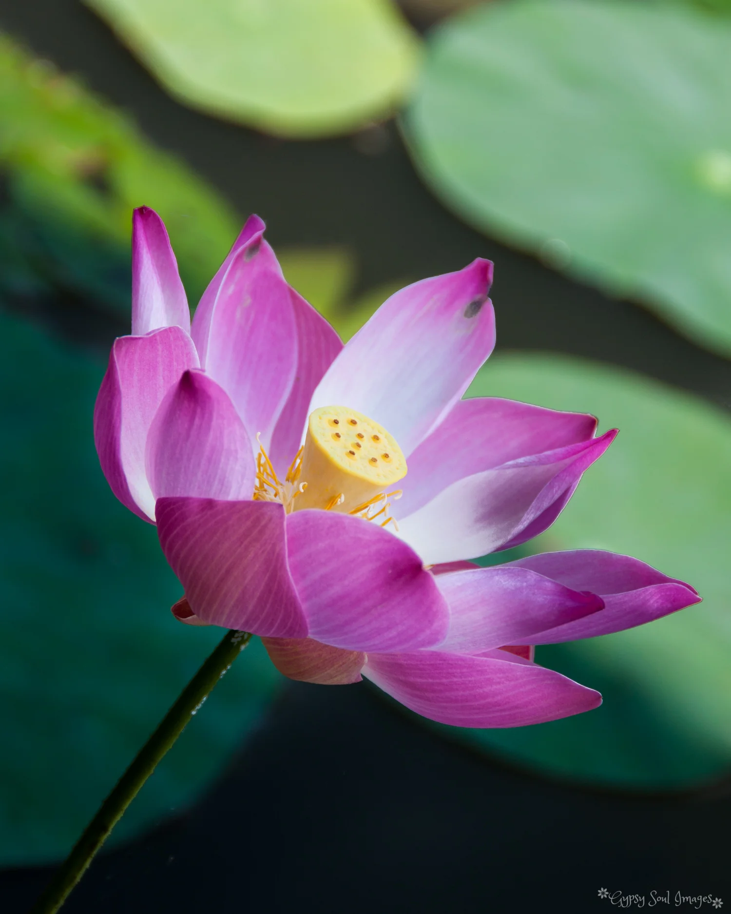 Lotus Flower - Ubud, Bali