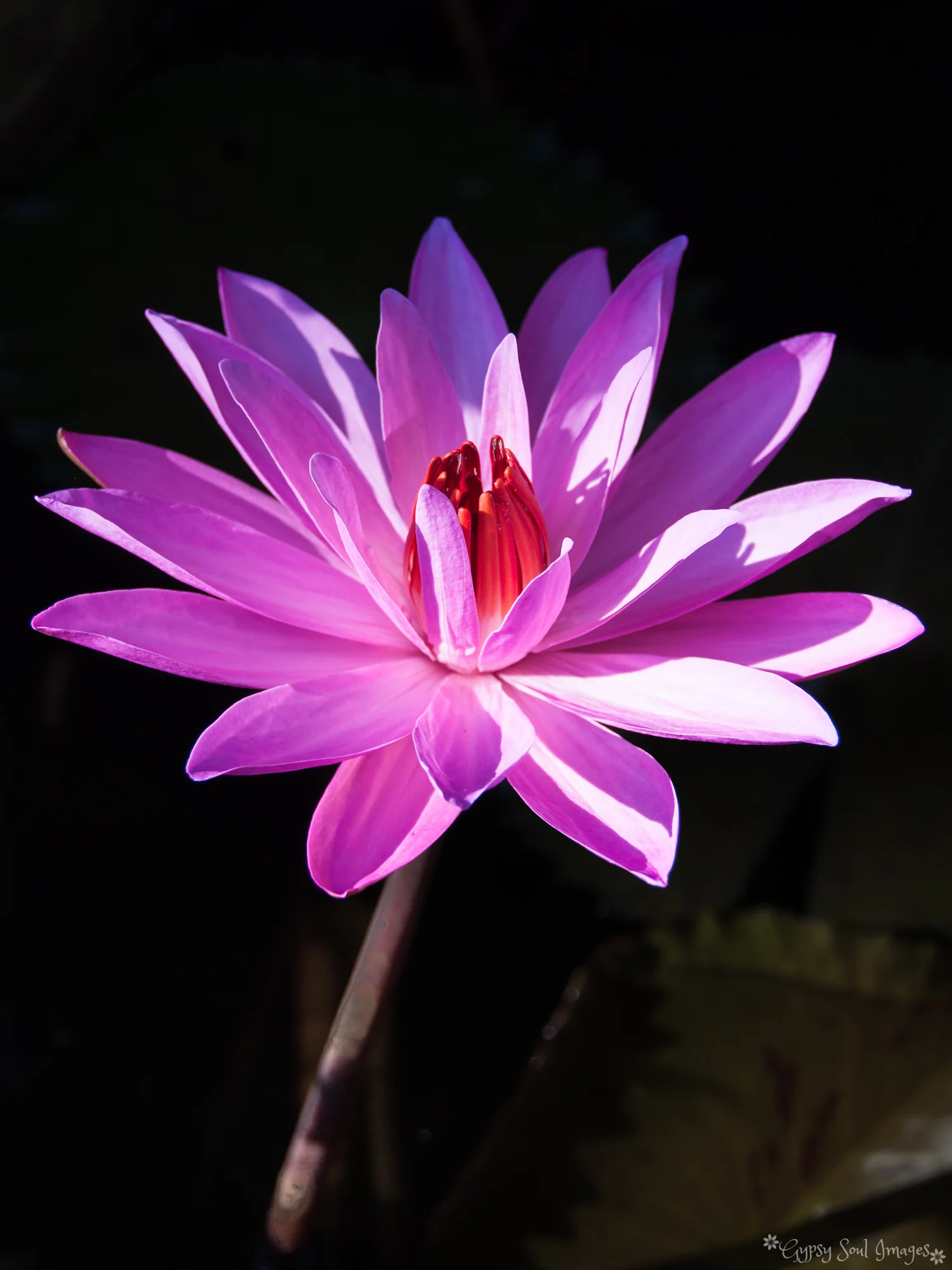 Pink Waterlilly - Ubud, Bali