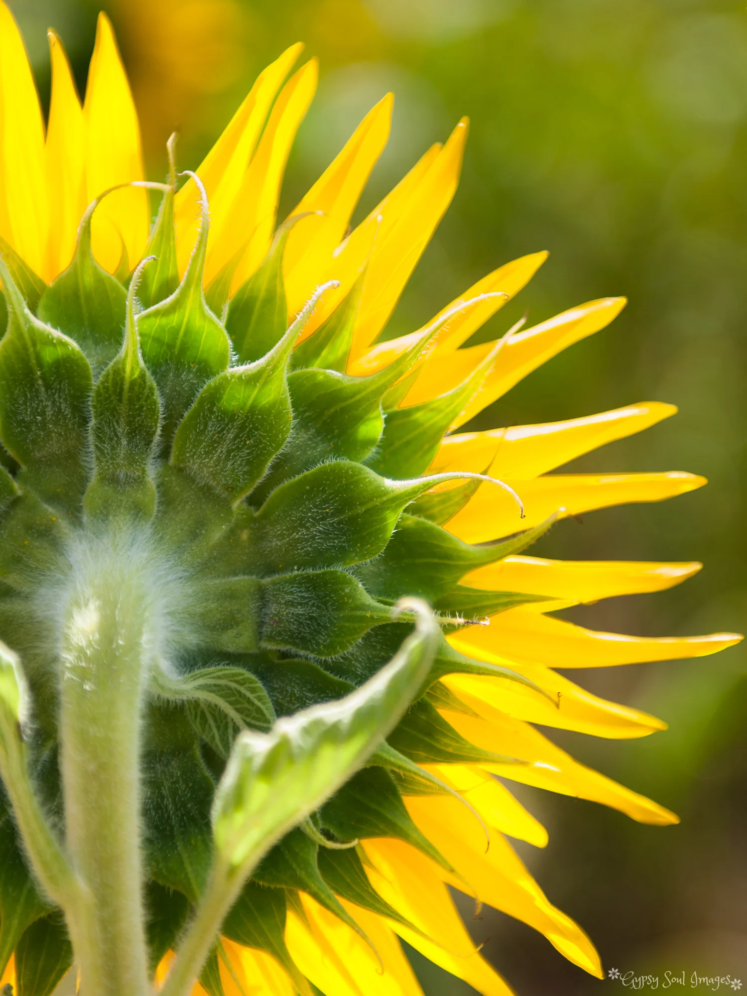 Close up of Sunflower Back - Nobby, Australia