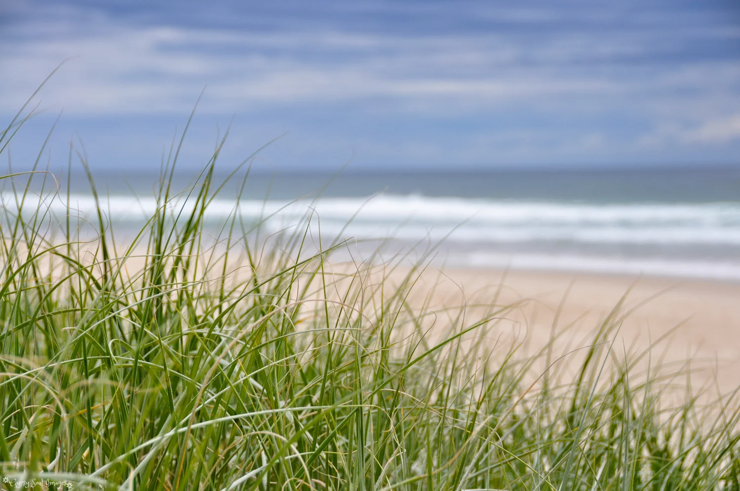 Dune Grass - Lennox Heads, Australia