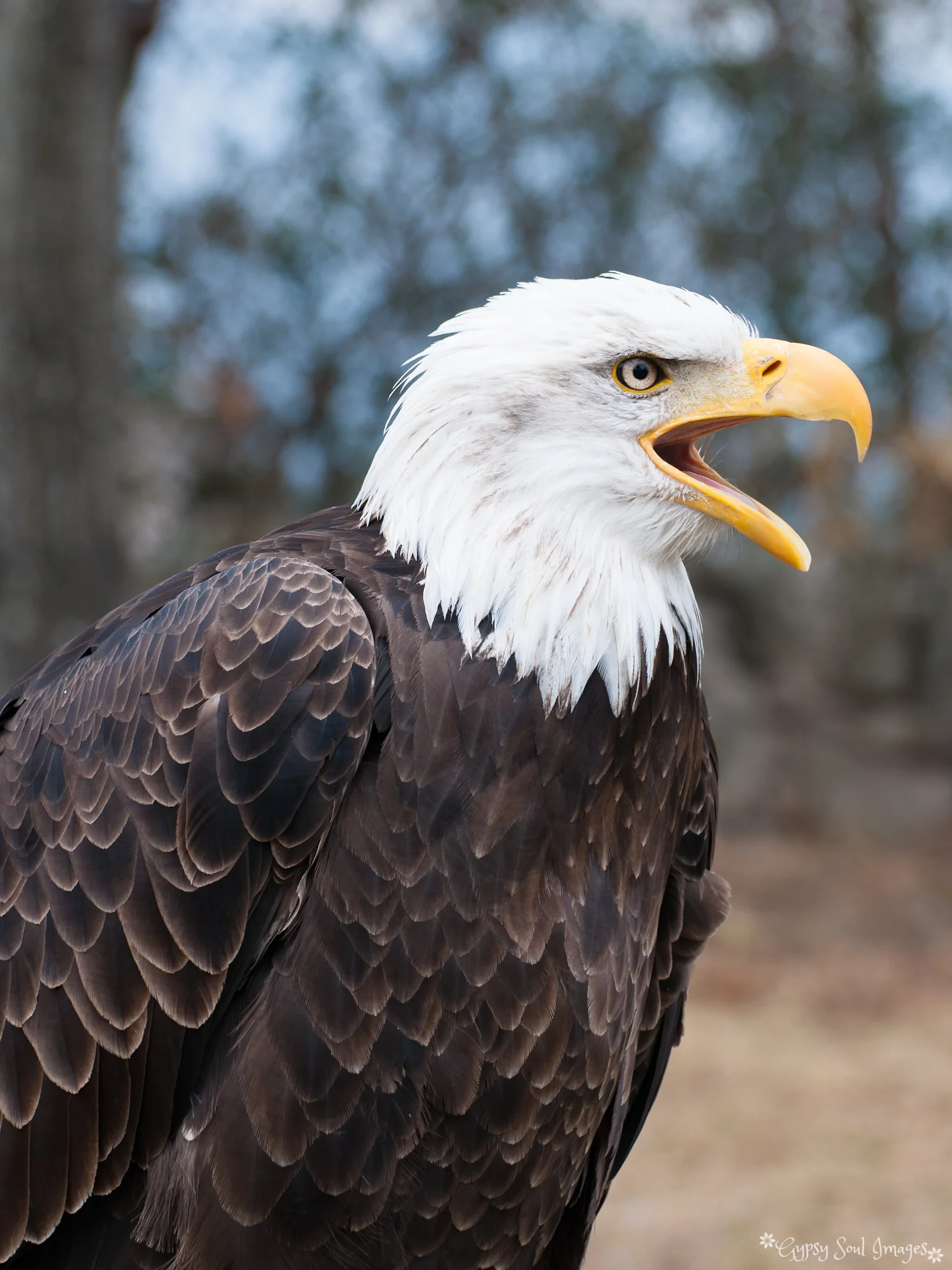 Eagle - Otavalo, Ecuador