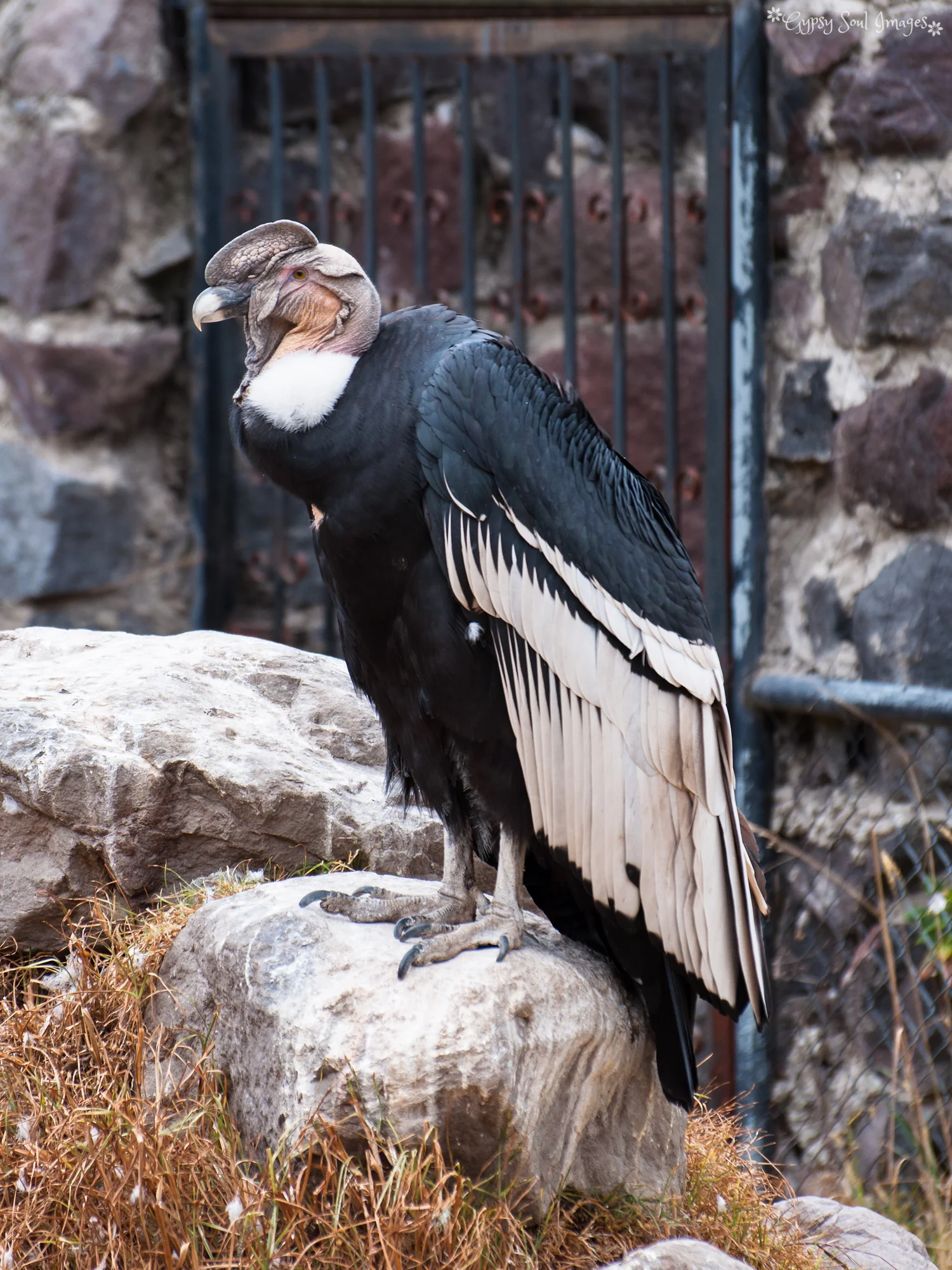 Endangered Condor - Otavalo, Ecuador