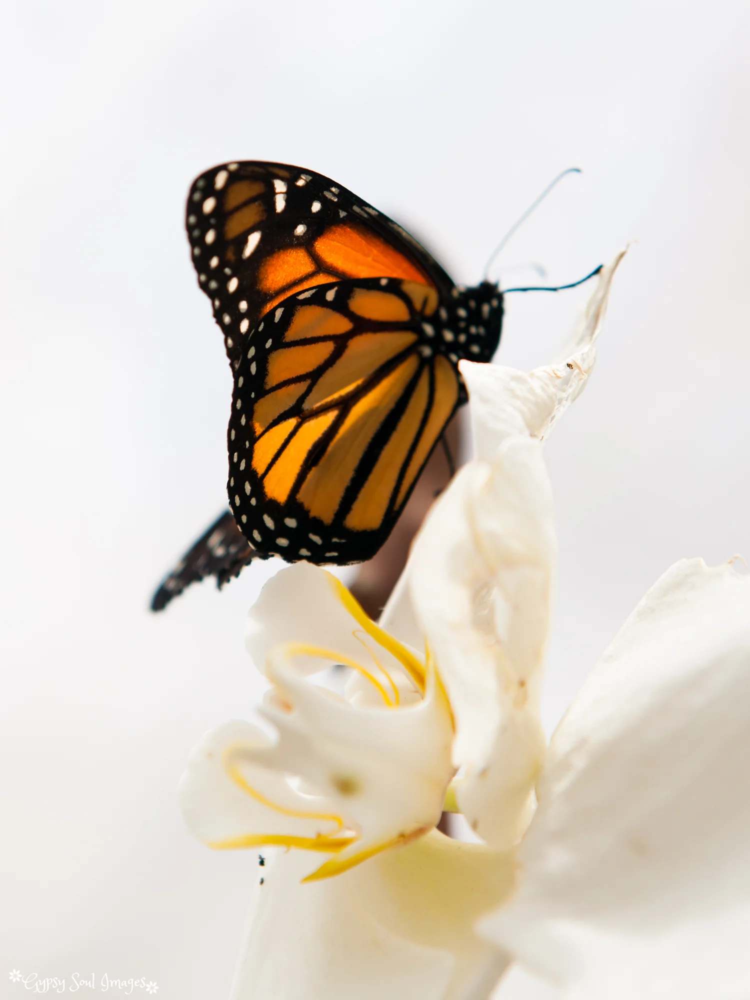 Butterfly on Orchid - Mindo, Ecuador