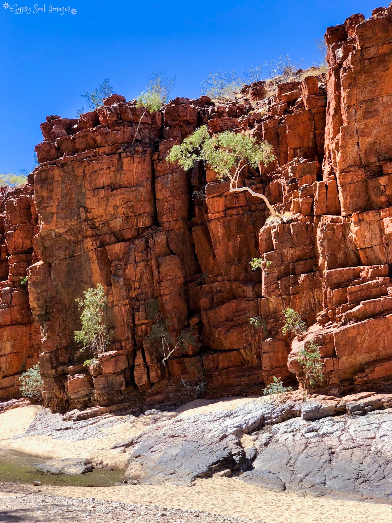 Ghost Gum - Ormiston Gorge, Australia