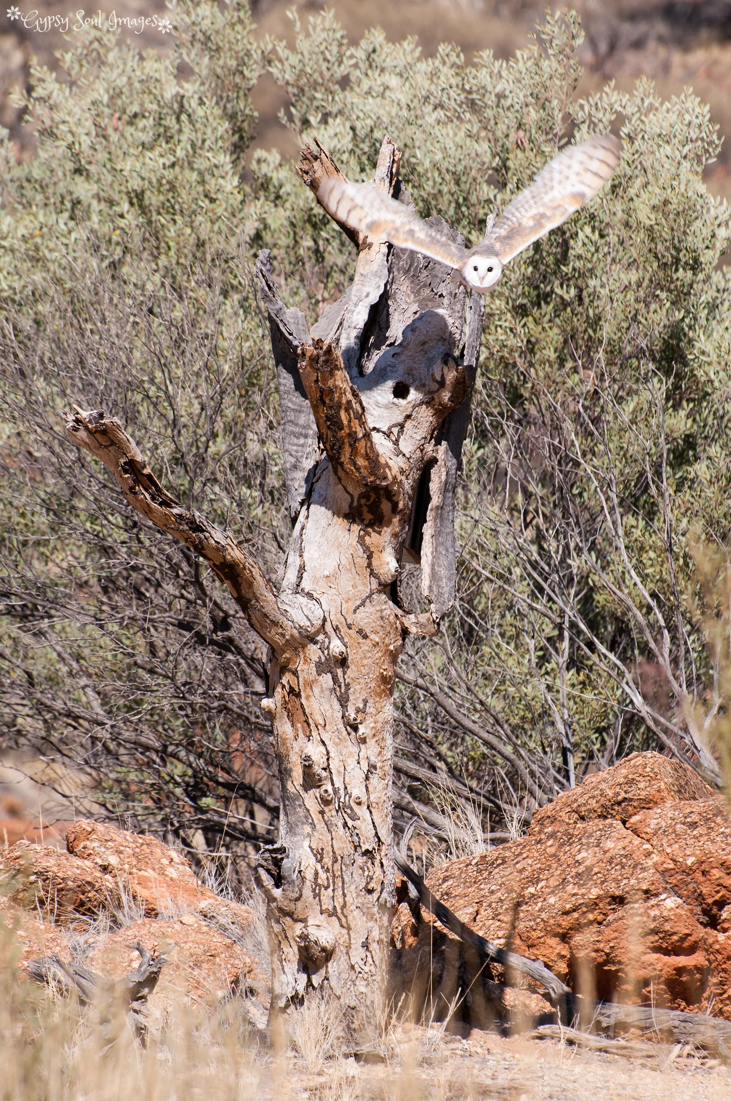 Owl - Alice Springs Desert Park, Australia