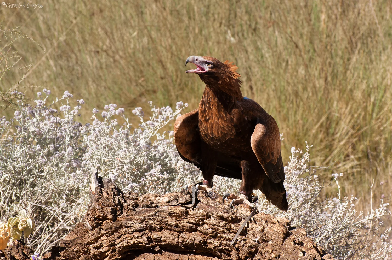 Hawk - Alice Springs Desert Park, Australia