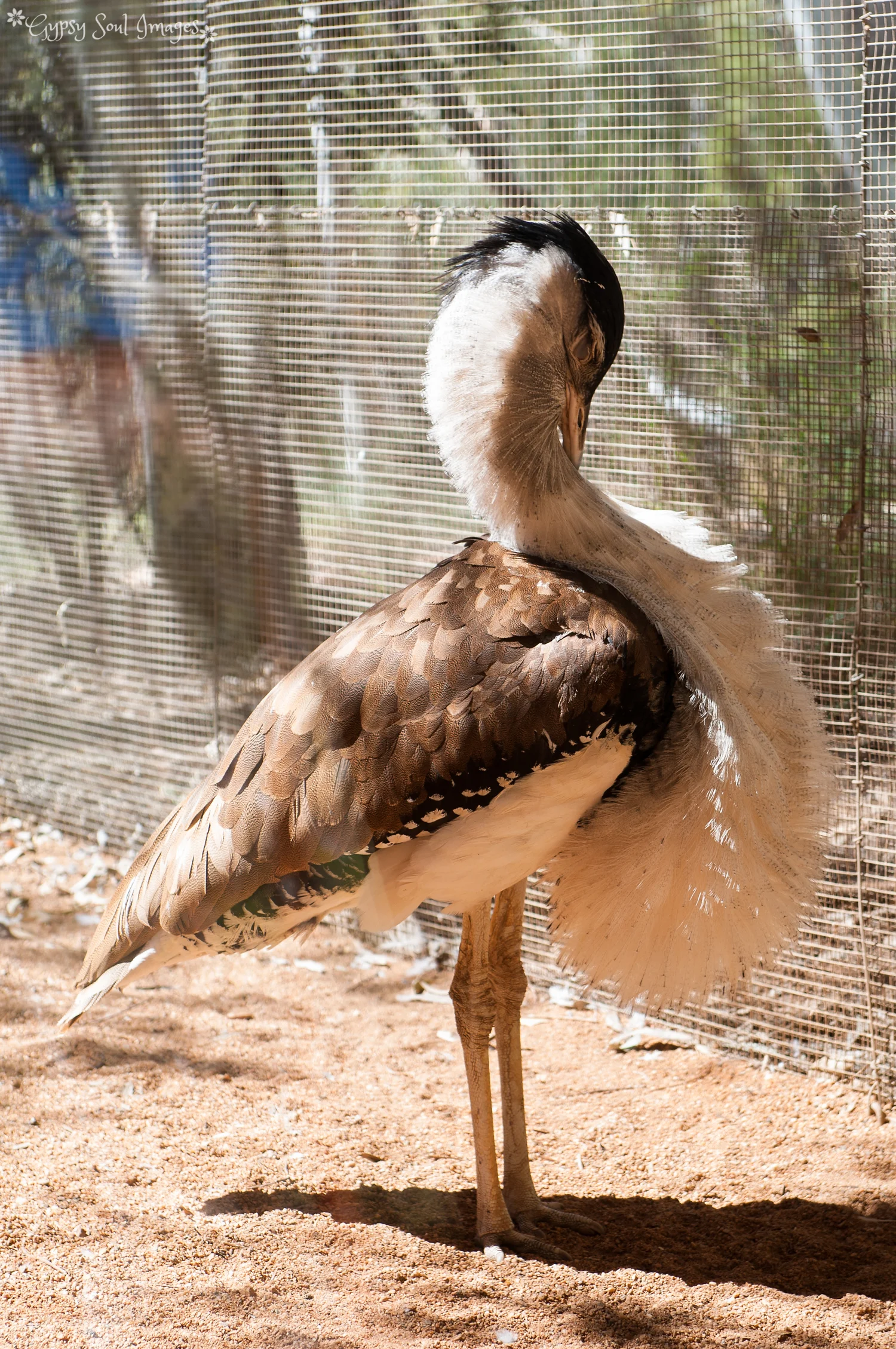 Bustard Bird - Alice Springs Desert Park, Australia
