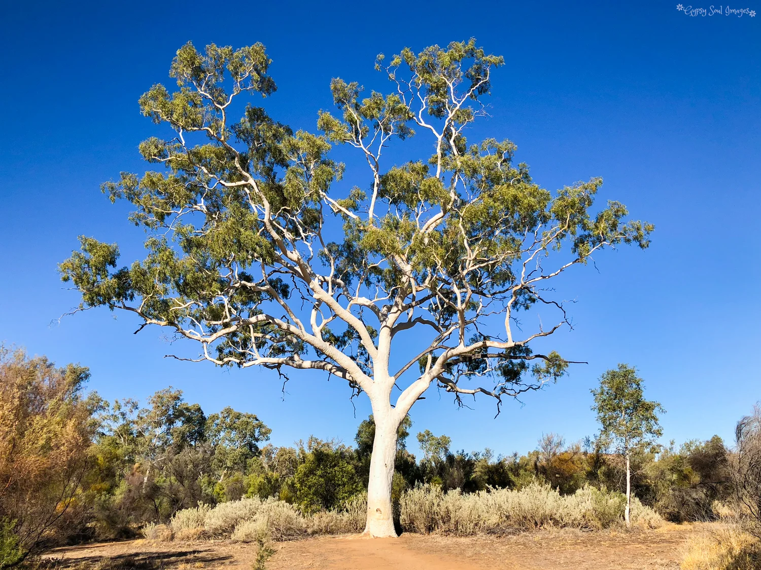 Ghost Gum - East MacDonnell Ranges, Australia