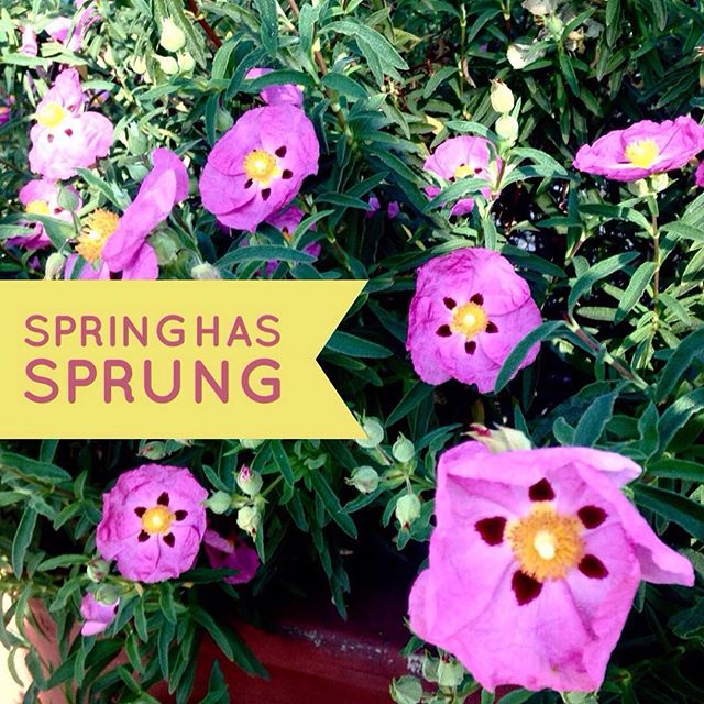 It is certainly Spring here in Southern California. How about where you live? What's your favorite part of #Spring?