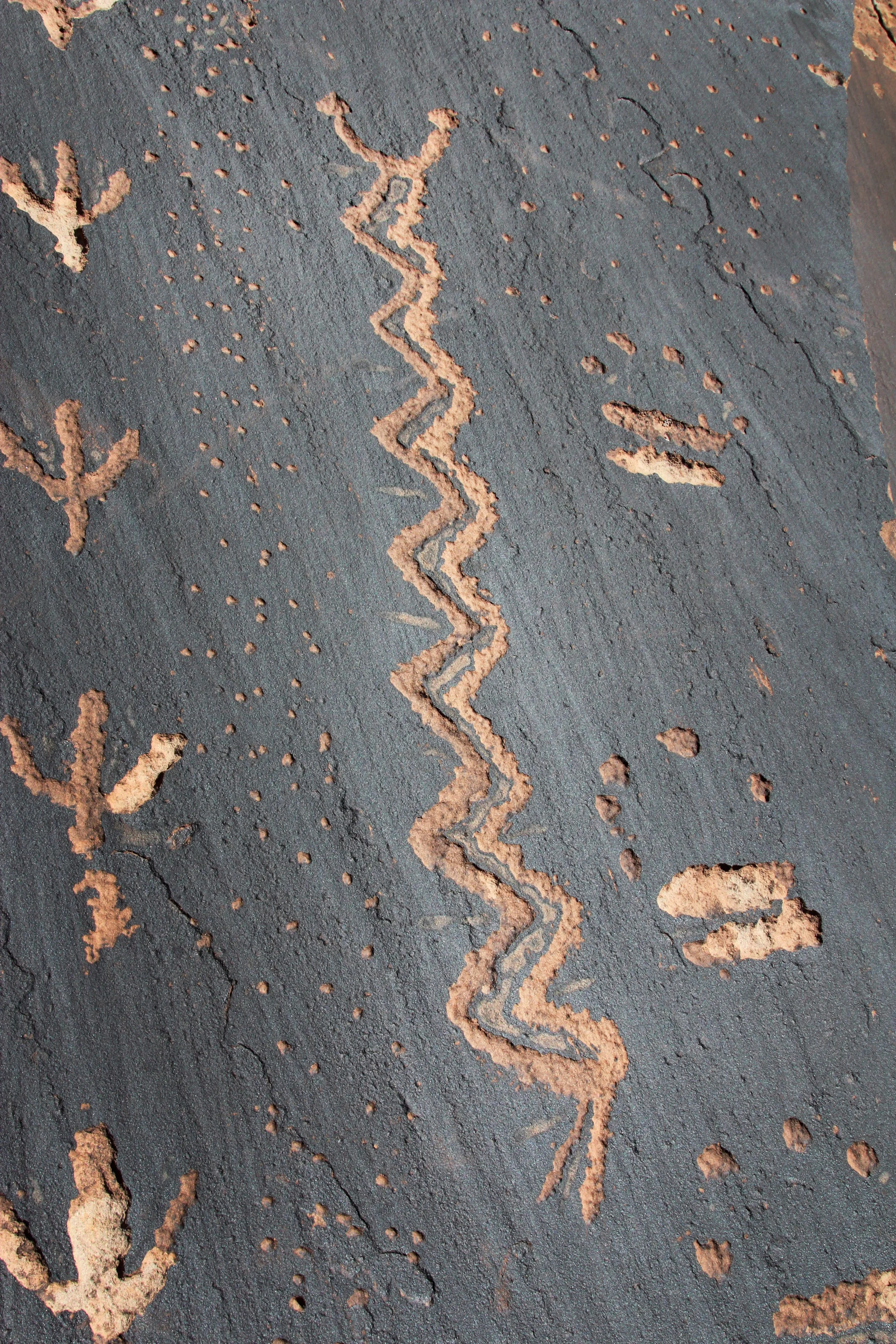 IMG_2630_PFNP_Boundary_SnakeTracks.jpg