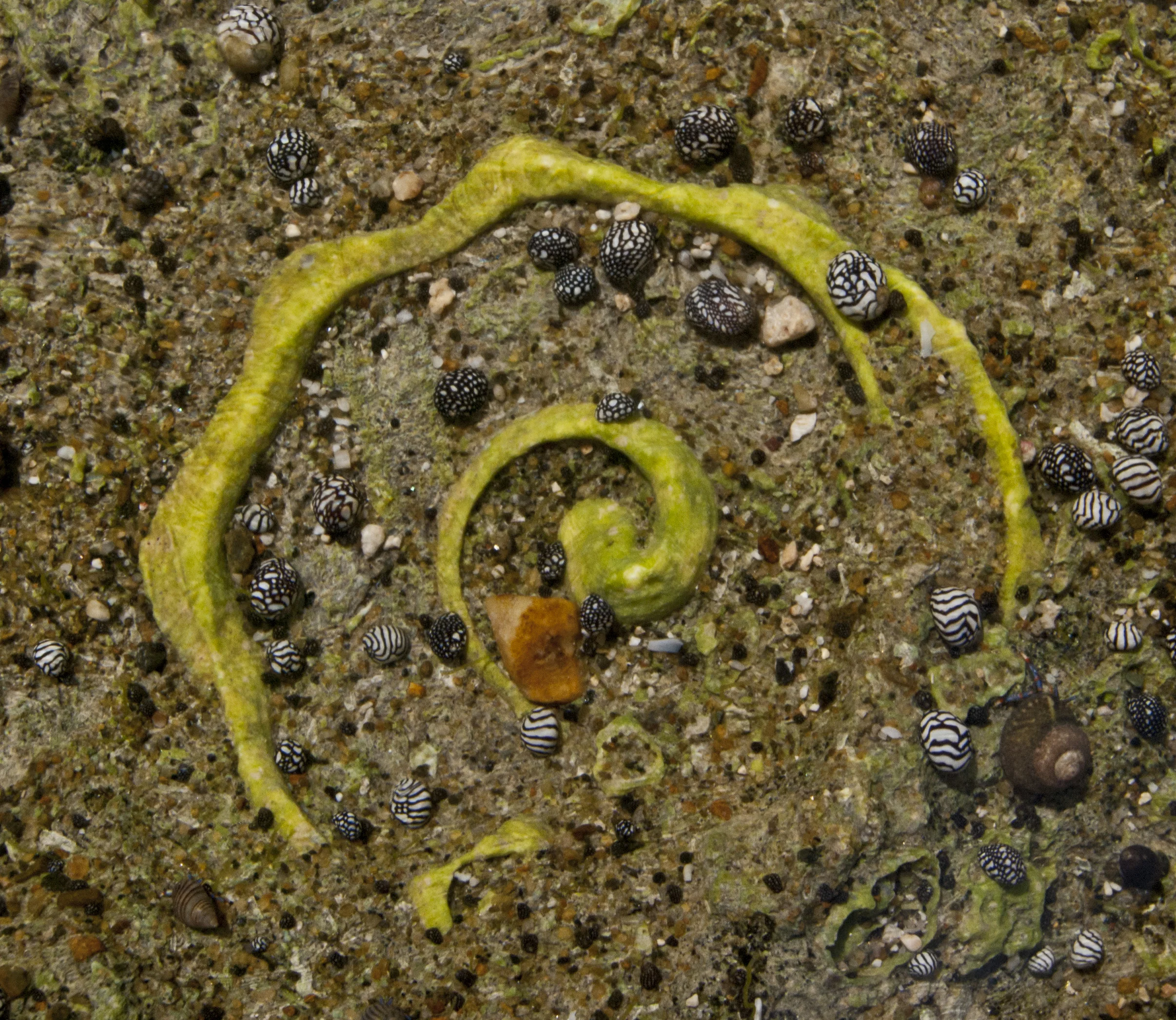 Green conch112110_0805.jpg