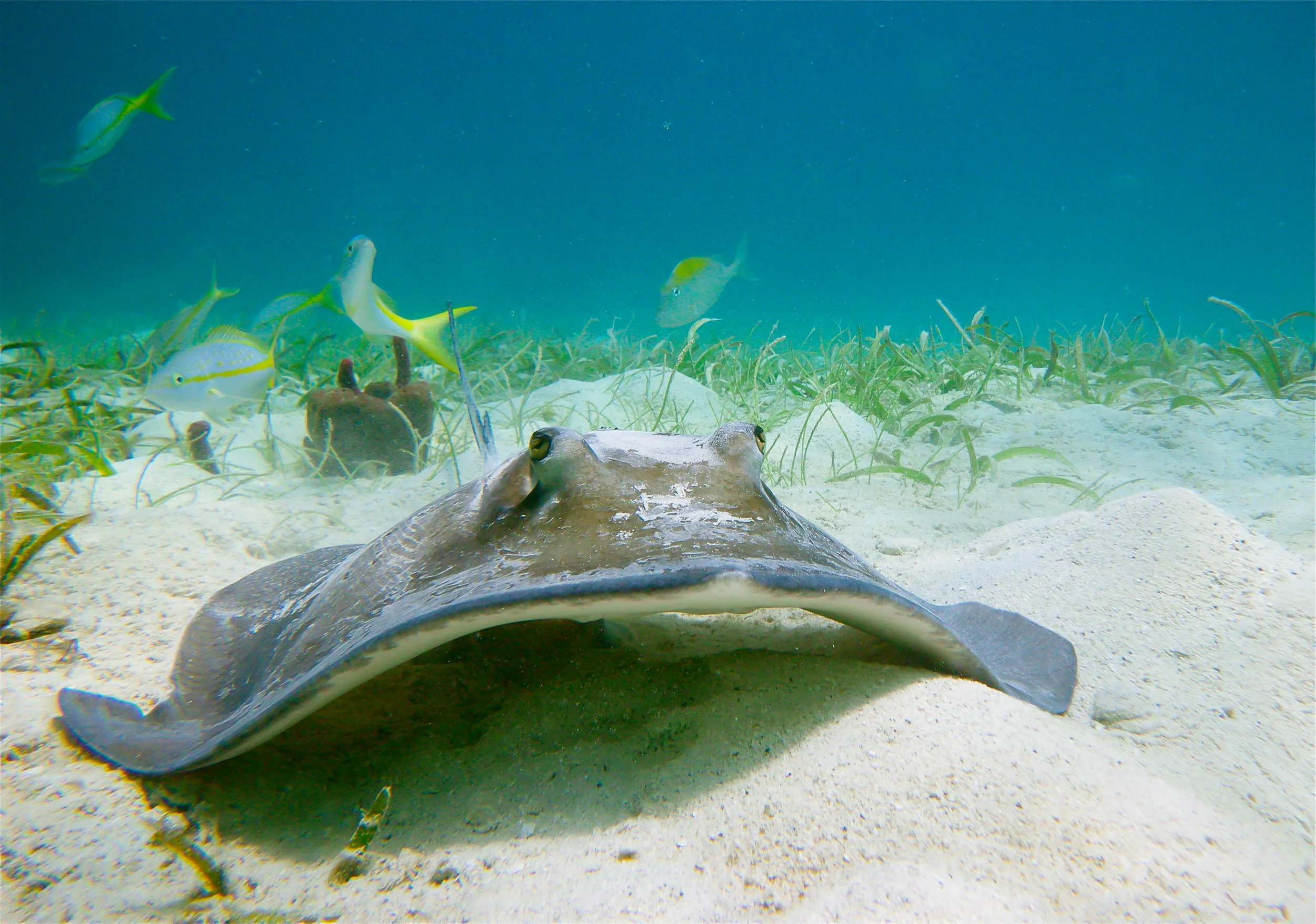 Southern Ray IMGP1073.jpg