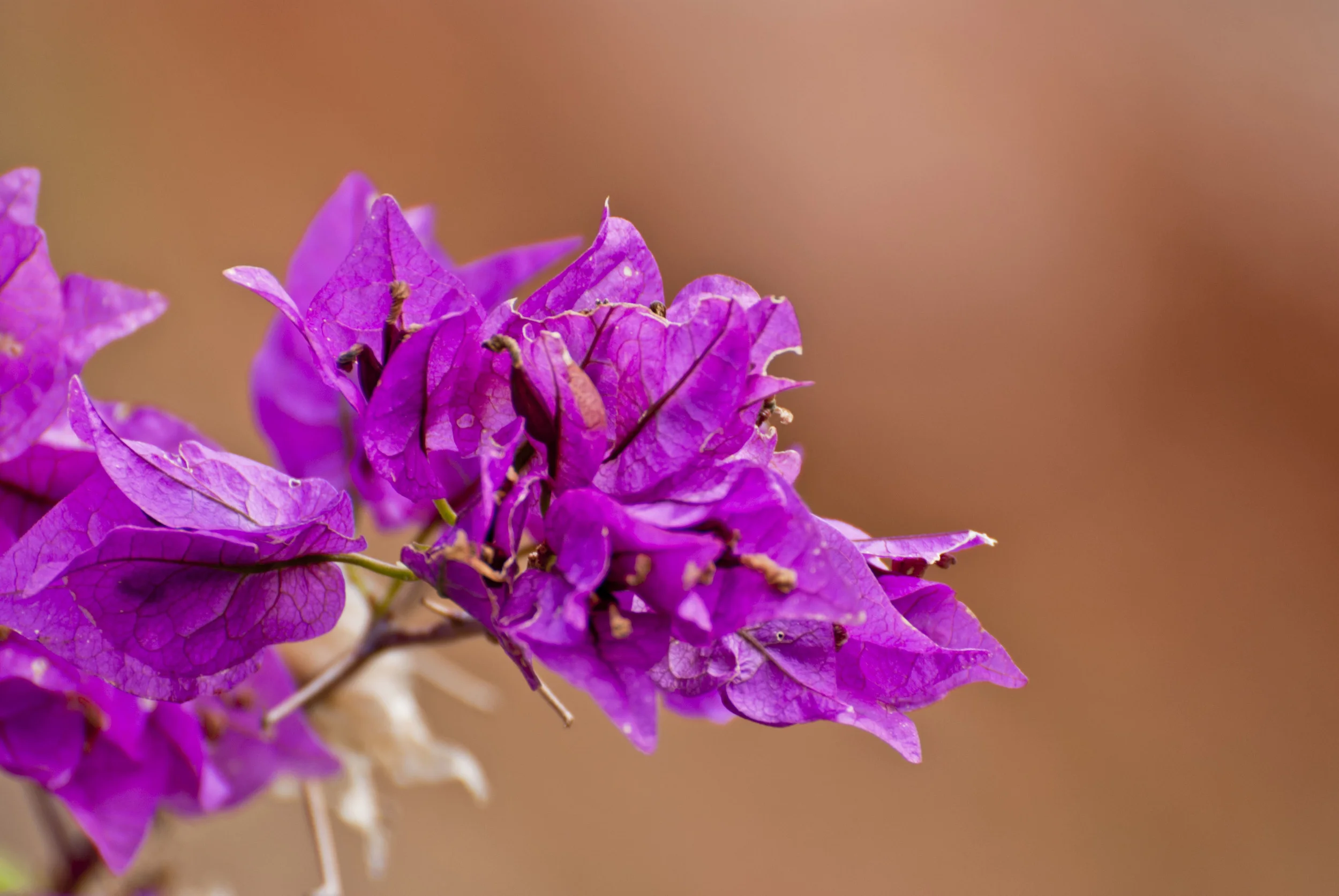 Flower 021911_2933.jpg
