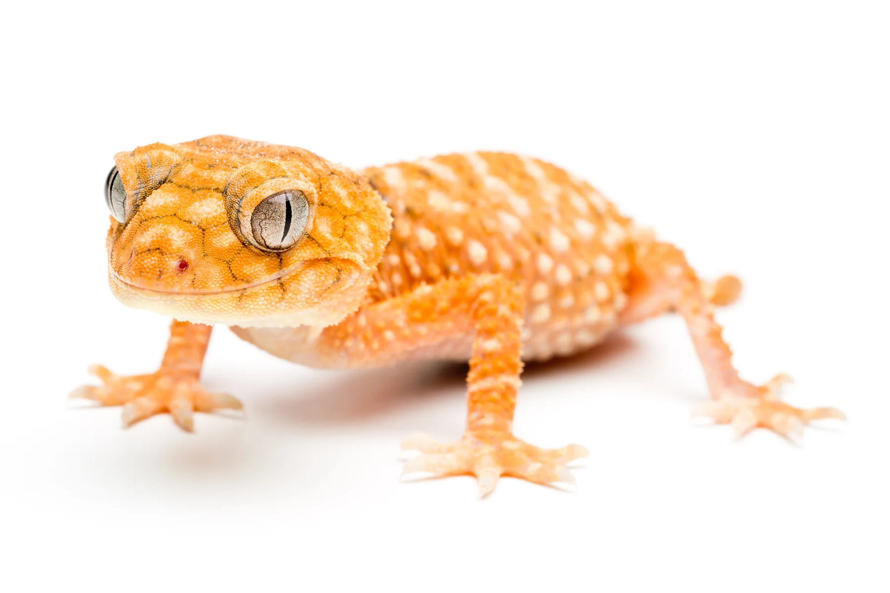 Rough Knob-tailed Gecko (Nephrurus amyae) — Austin Reptile Connection ...