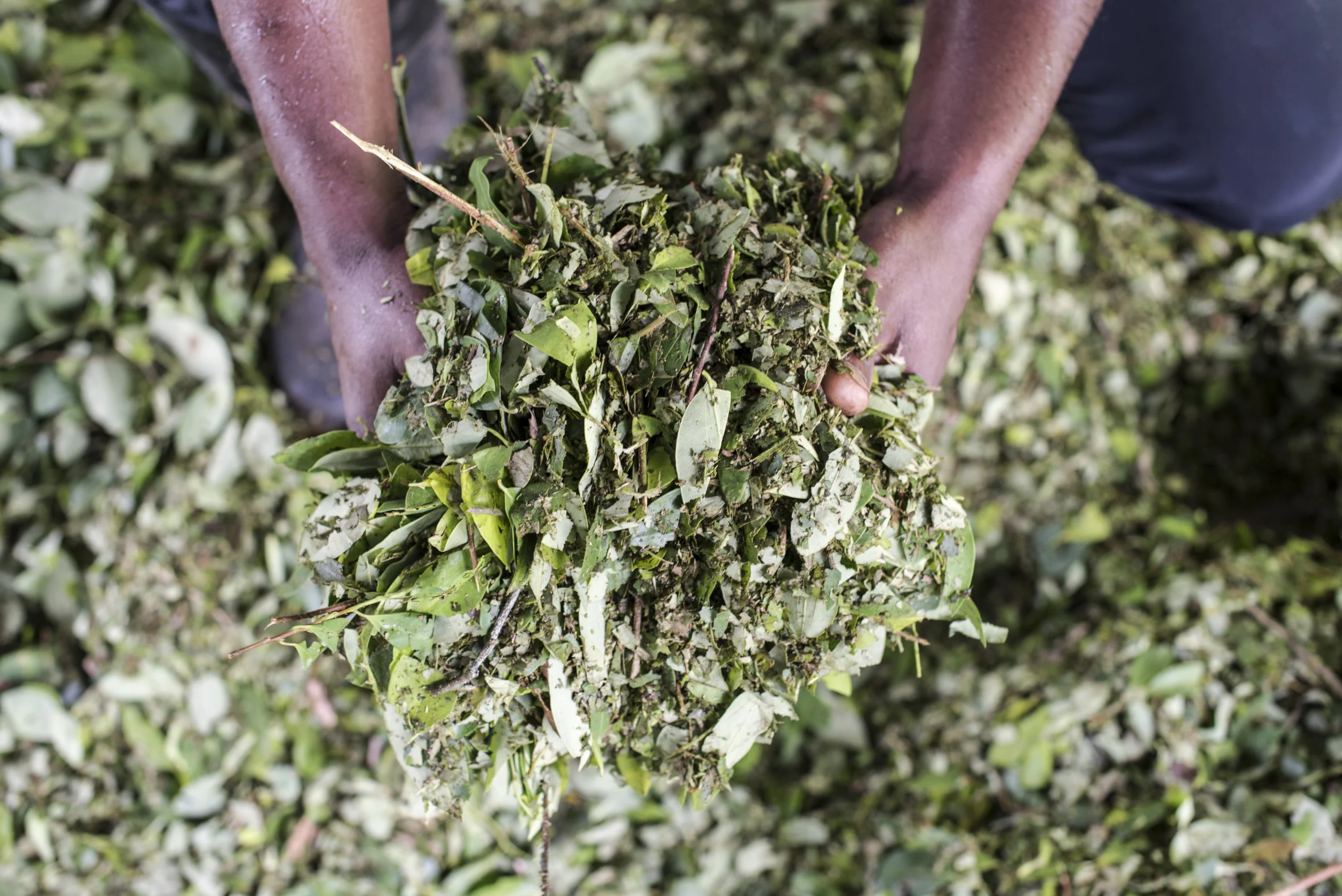 "Ricardo — he asked that his real name not be used — has perfected his routine after more than a decade in the coca farming business. But today, like thousands of other Colombian cocaleros, or coca farmers, he is at a crossroads. The country is by far the world’s largest grower of coca, but the government plans to eliminate half of all coca crops this year, and farmers are being given a choice between a “garrote and carrot”: swap their illegal coca crop for bananas, plantains, and coffee, or face prosecution."
