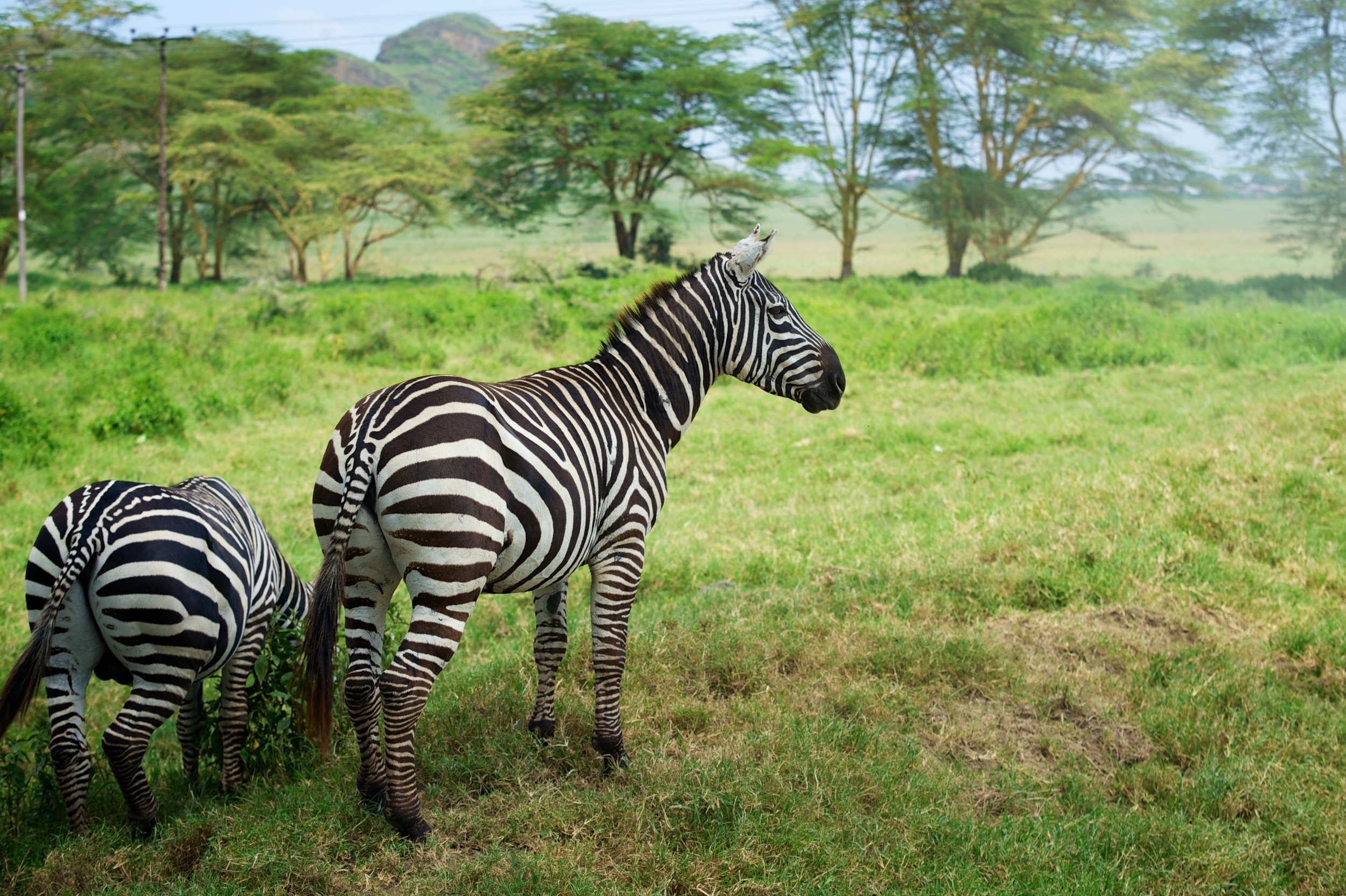 Kenya Safari 75.jpg