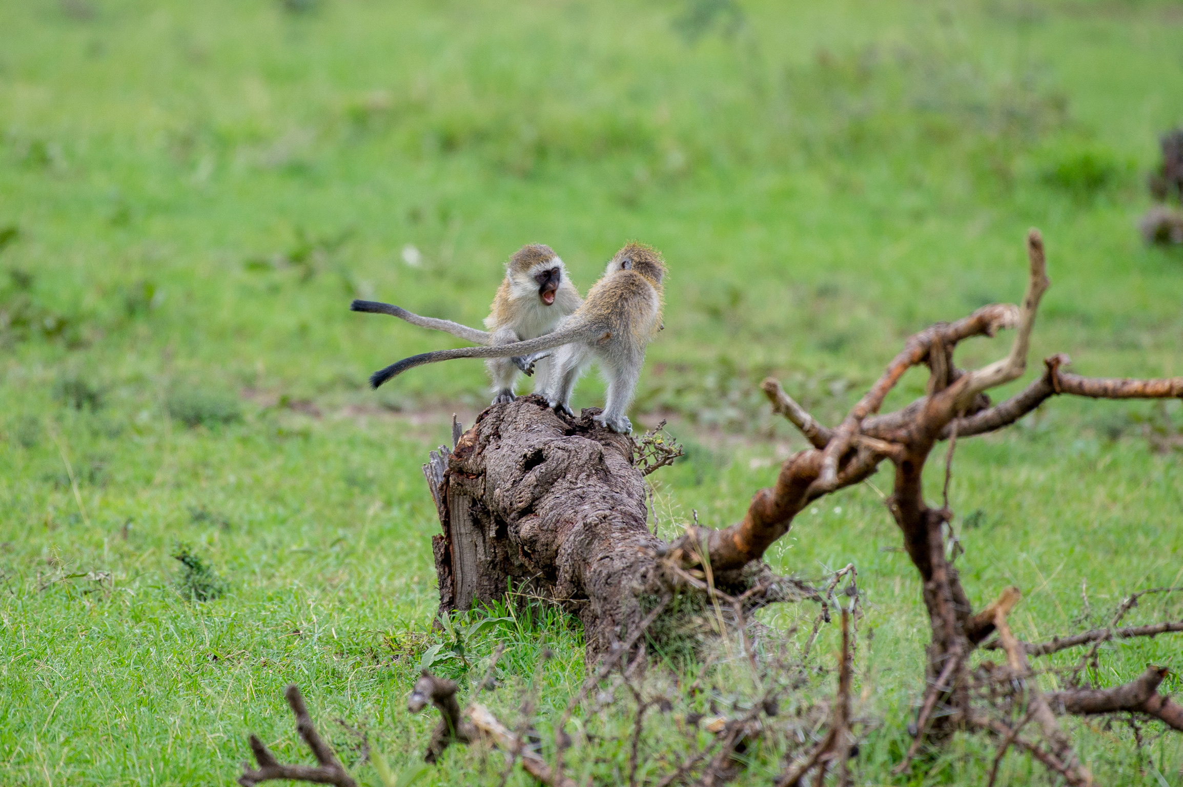 Kenya 2018 - Safari Day 3-67.jpg