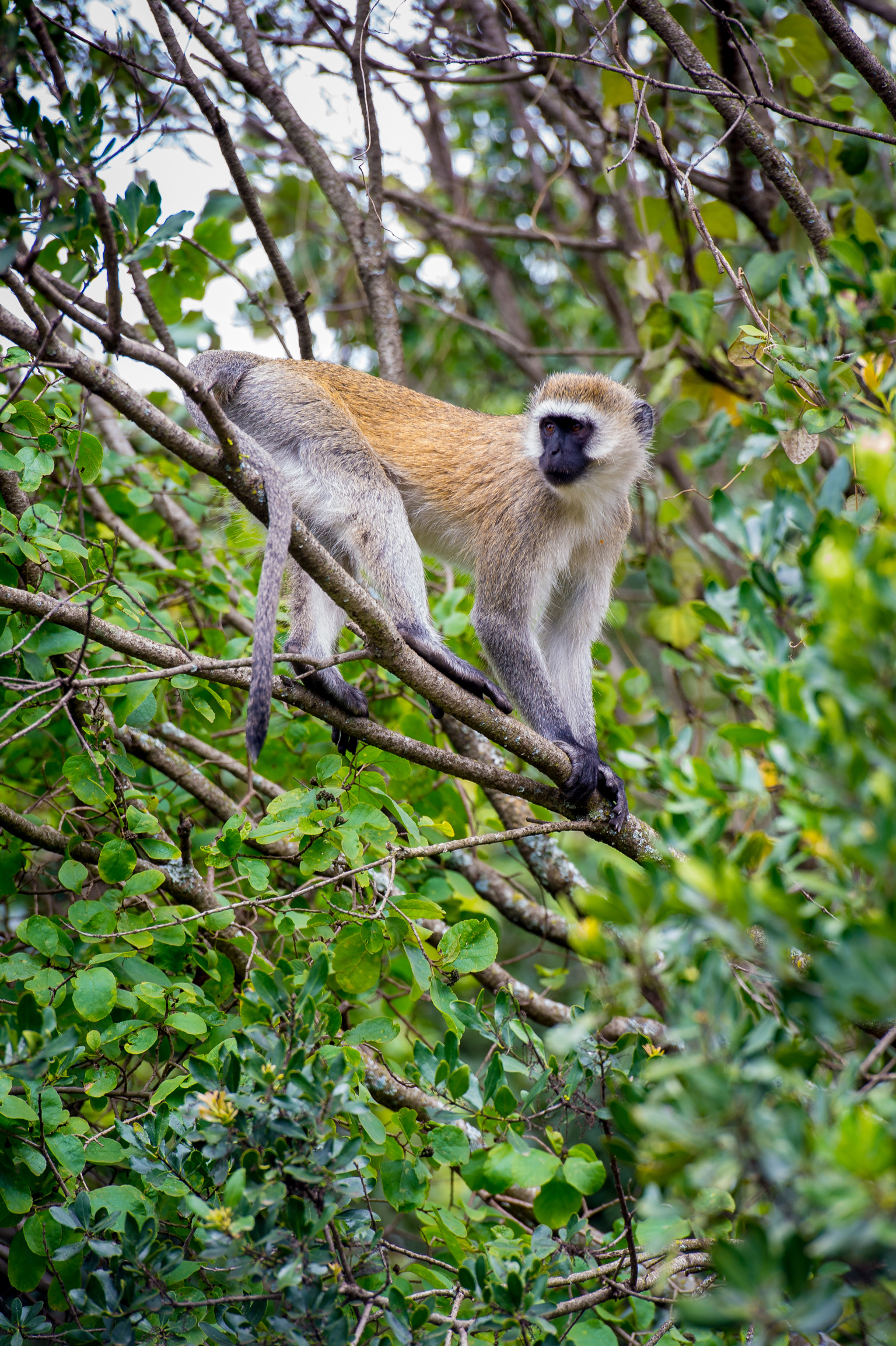 Kenya 2018 - Safari Day 3-51.jpg