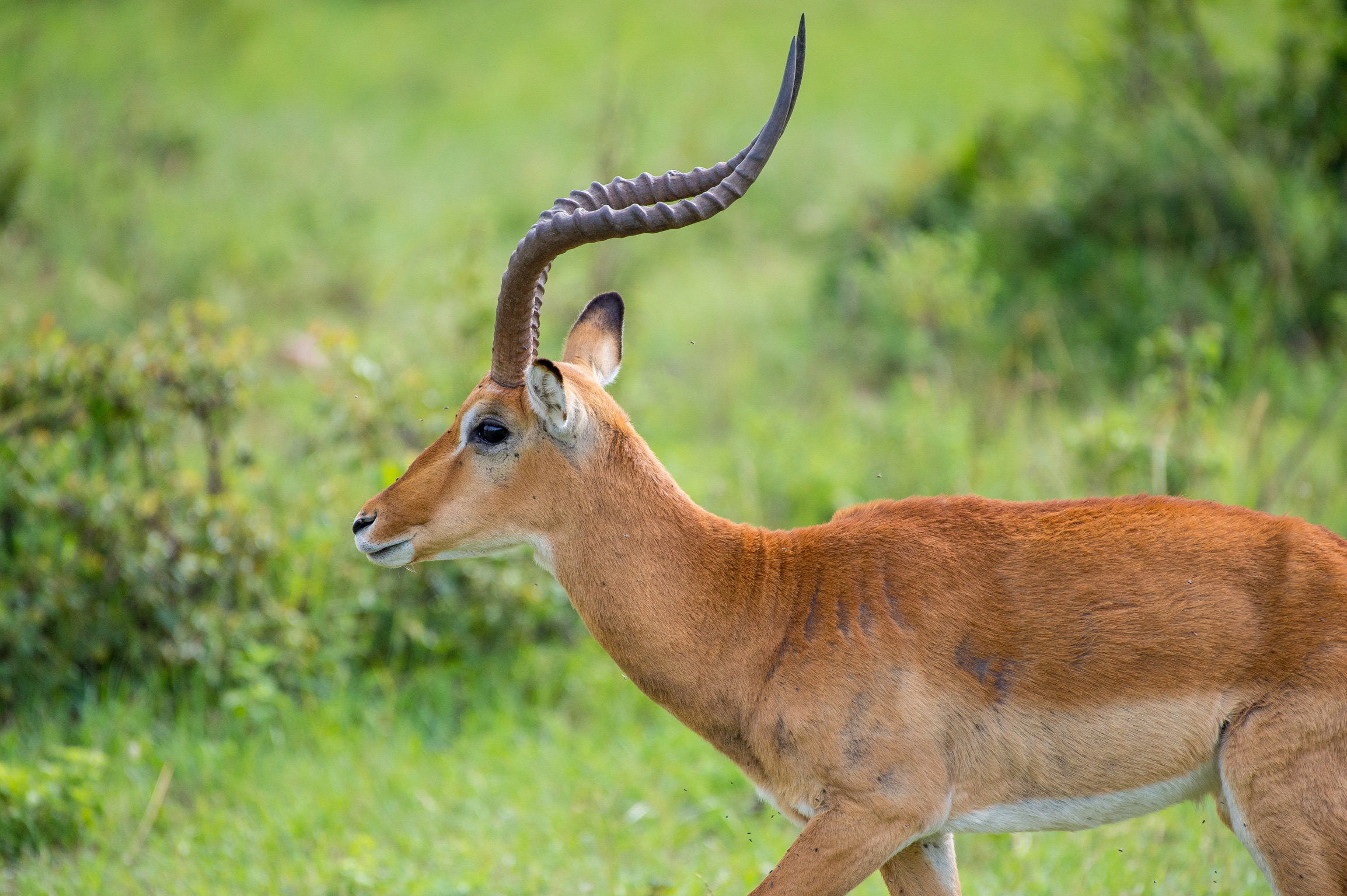 Kenya 2018 - Safari Day 3-86.jpg