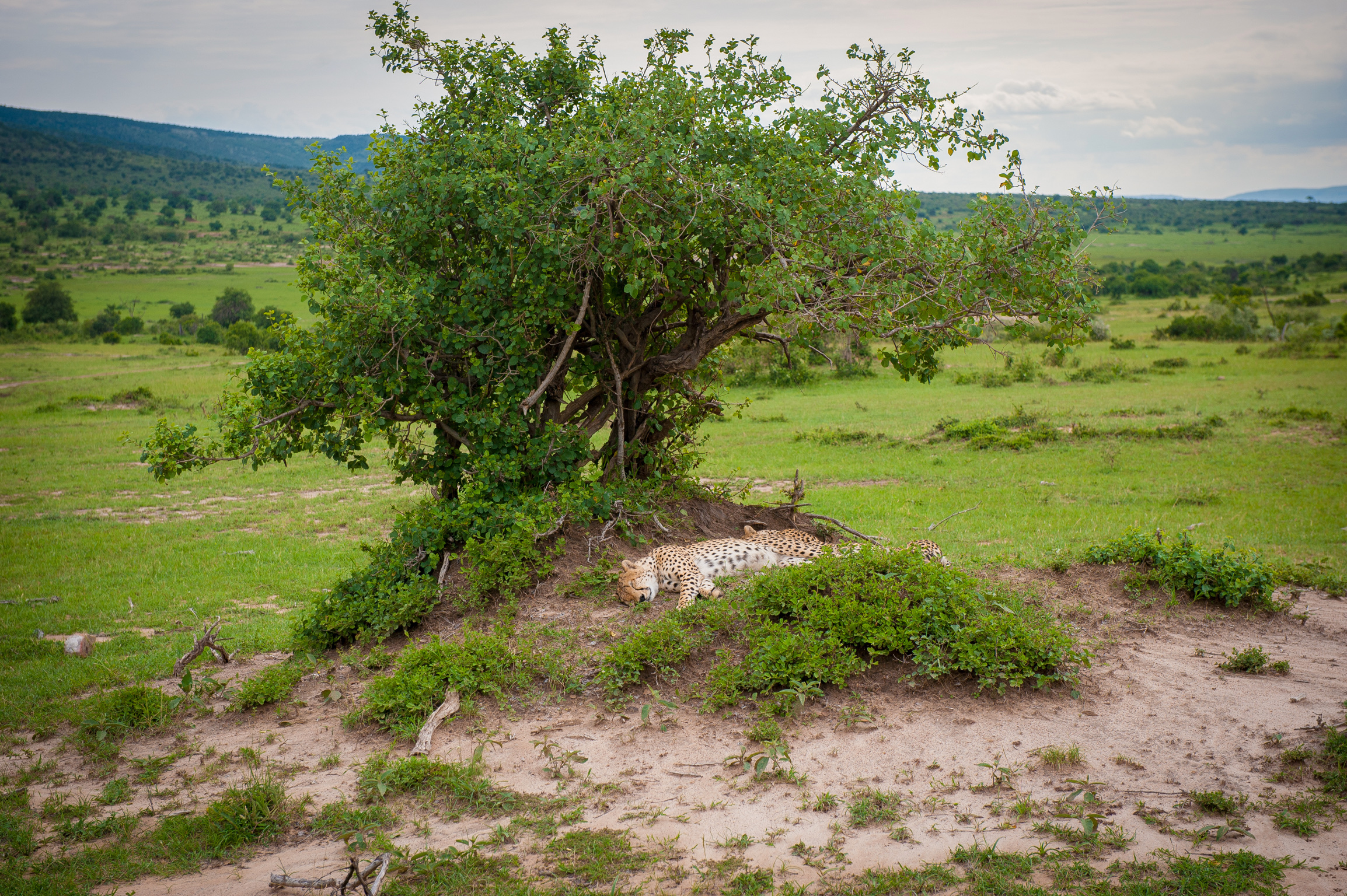 Kenya 2018 - Safari Day 3-104.jpg