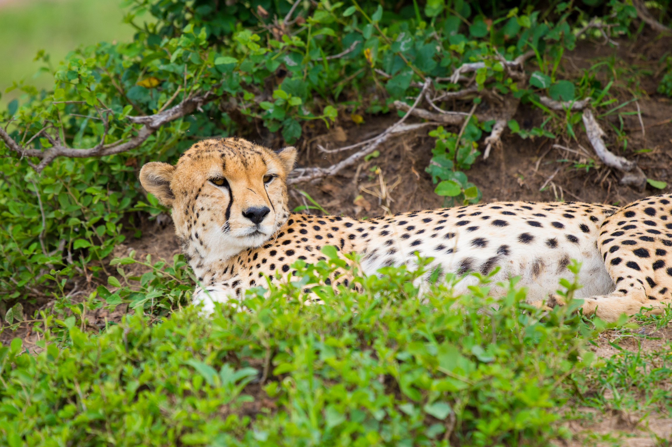 Kenya 2018 - Safari Day 3-111.jpg