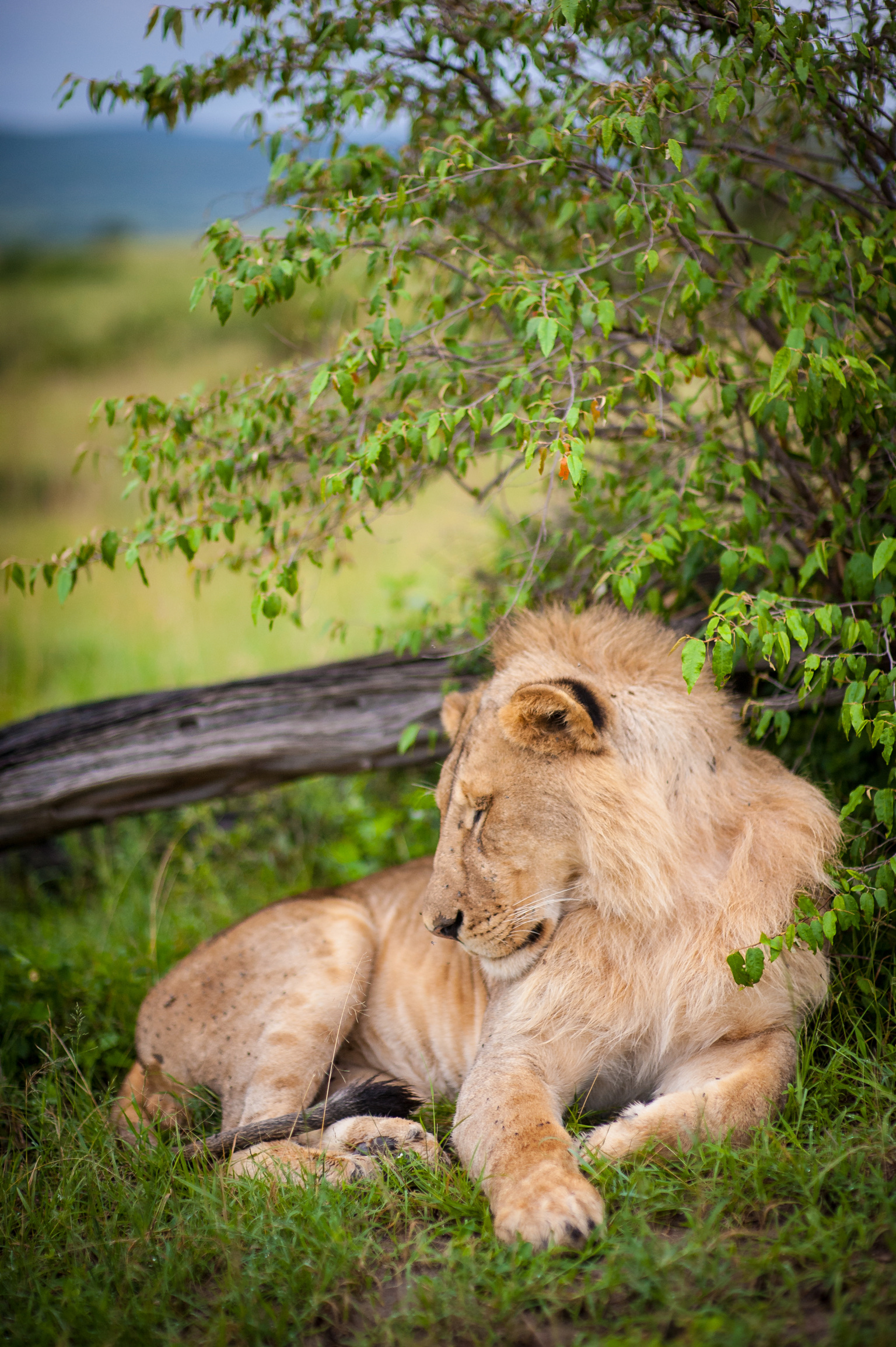 Kenya 2018 - Safari Day 4-51.jpg