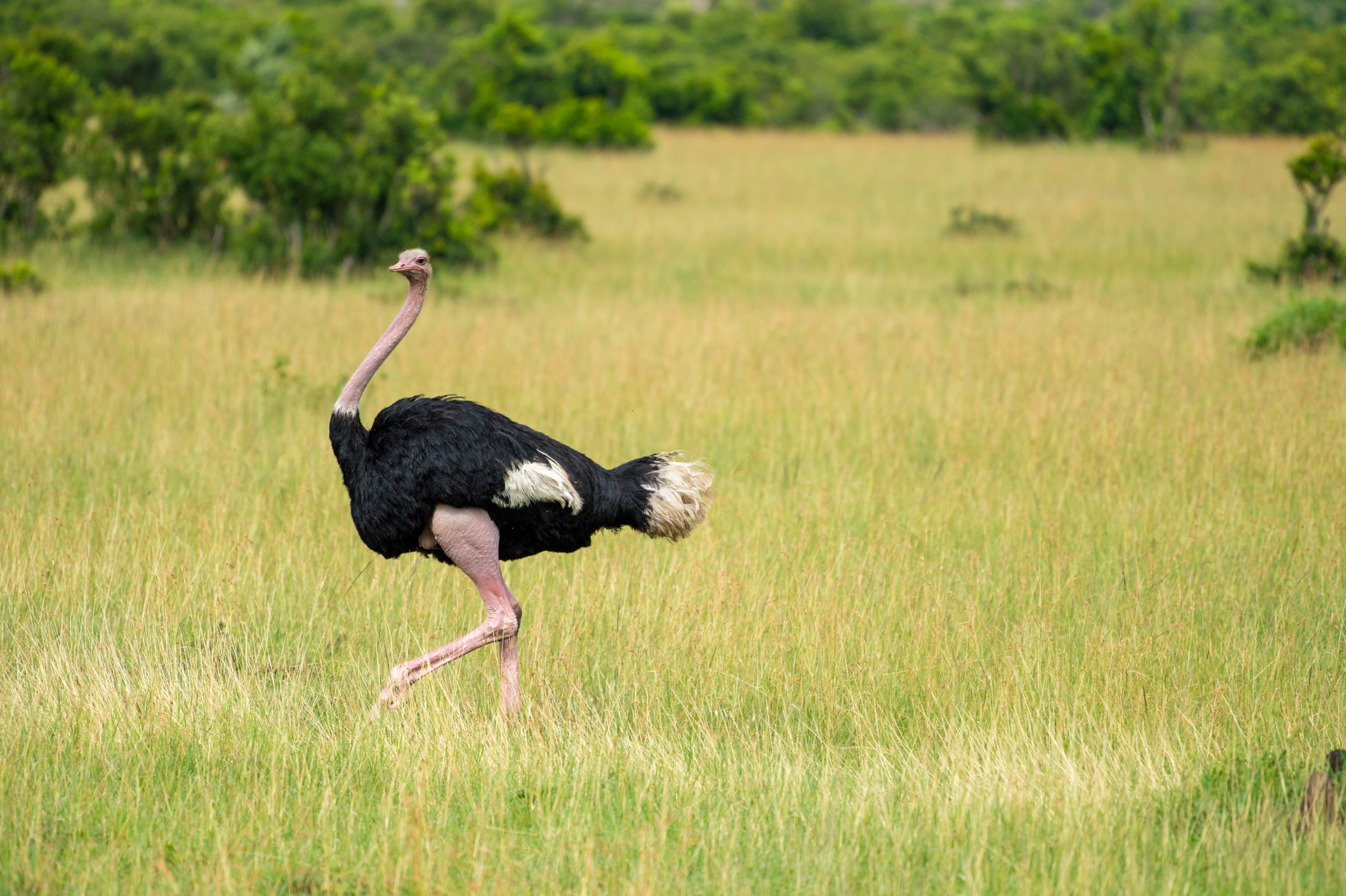 Kenya 2018 - Safari Day 4-67.jpg