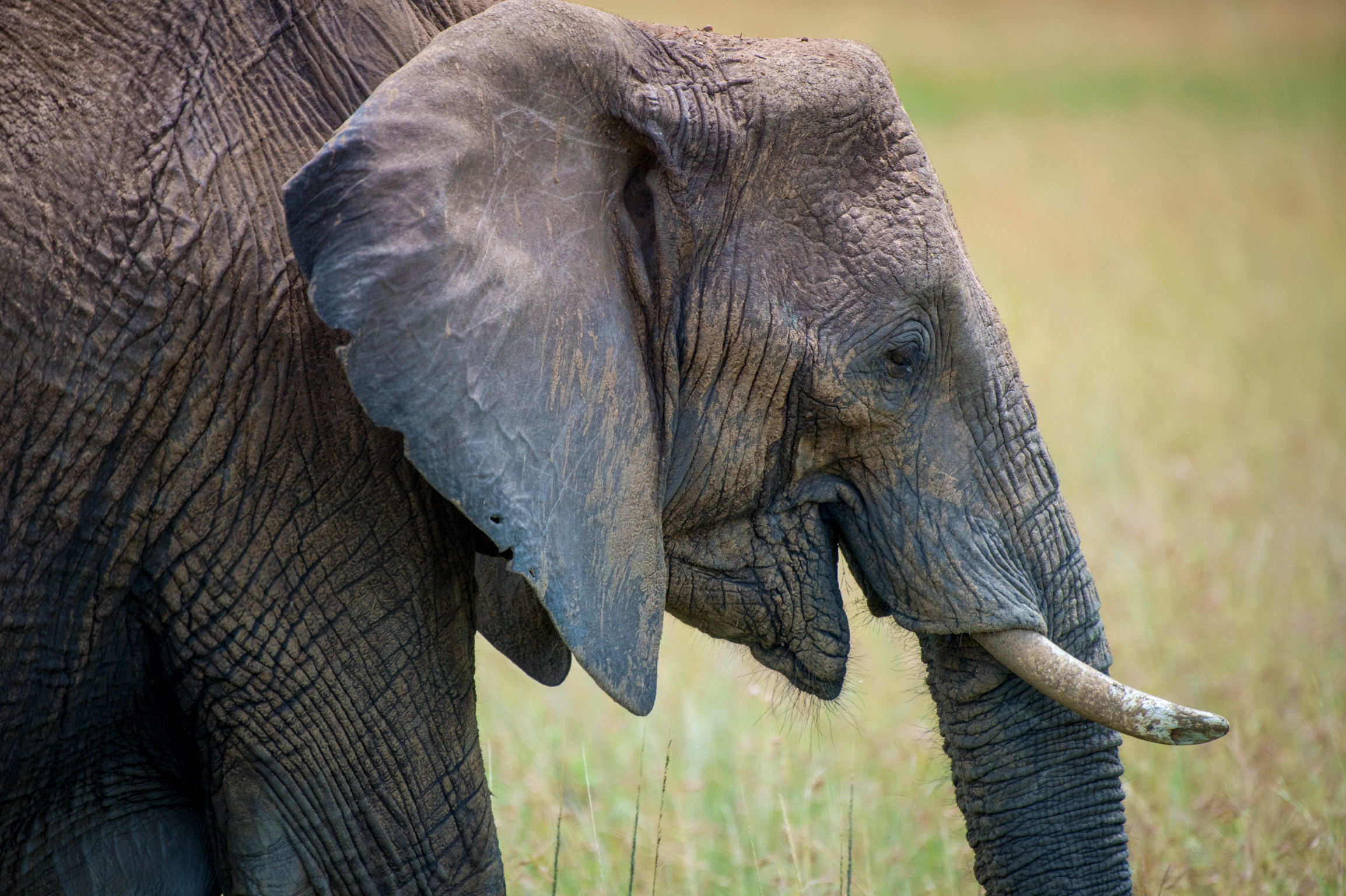 Kenya 2018 - Safari Day 4-153.jpg