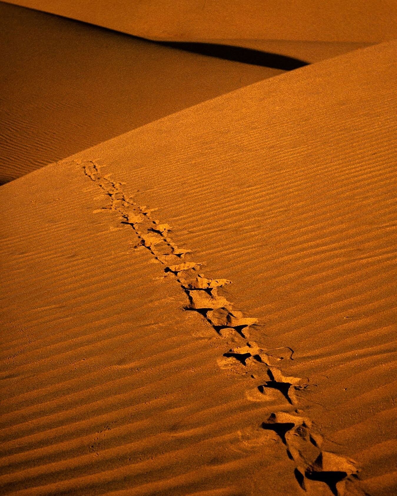 Rajasthan, India, 2000. ⁠⁠
⁠⁠
⁠⁠
#rajasthan #india #desert #camel #nature #landscape #travel #sanddune #jwbild #fromthearchive #kodachrome