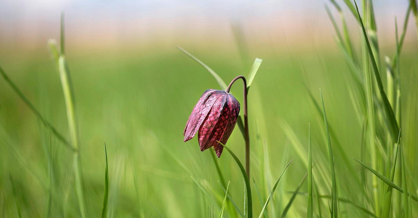 Kungs&auml;ngslilja

#kungs&auml;ngslilja #flower #uppsala #sweden #blomma #landskapsblomma #flowerphotography #spring #macro #nature