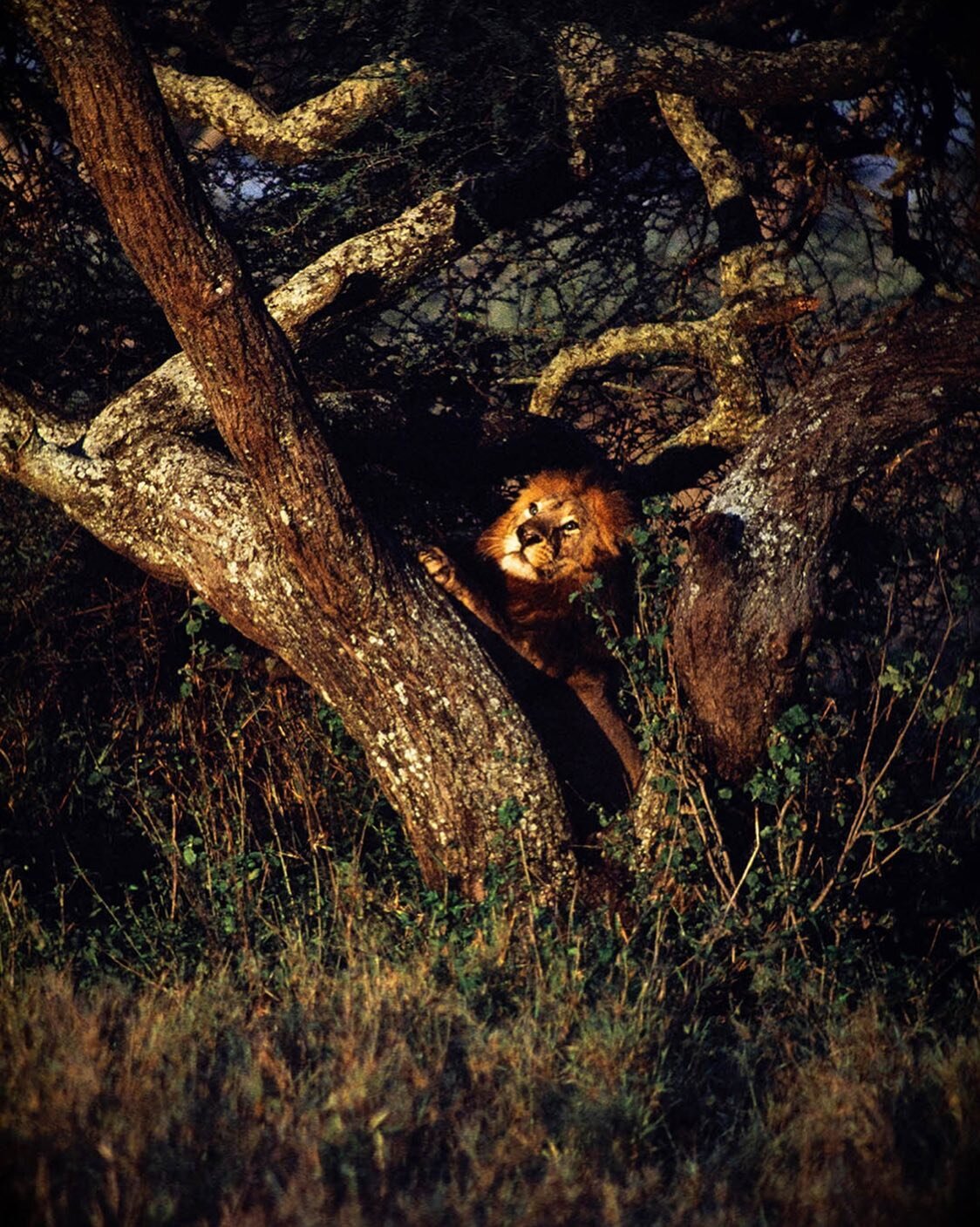 Lion, Serengeti, 1997. ⁠
⁠
⁠
#lion #serengeti #wildlife #nature #animal #africa #safari #tanzania #kodachrome #fromthearchive #jwbild