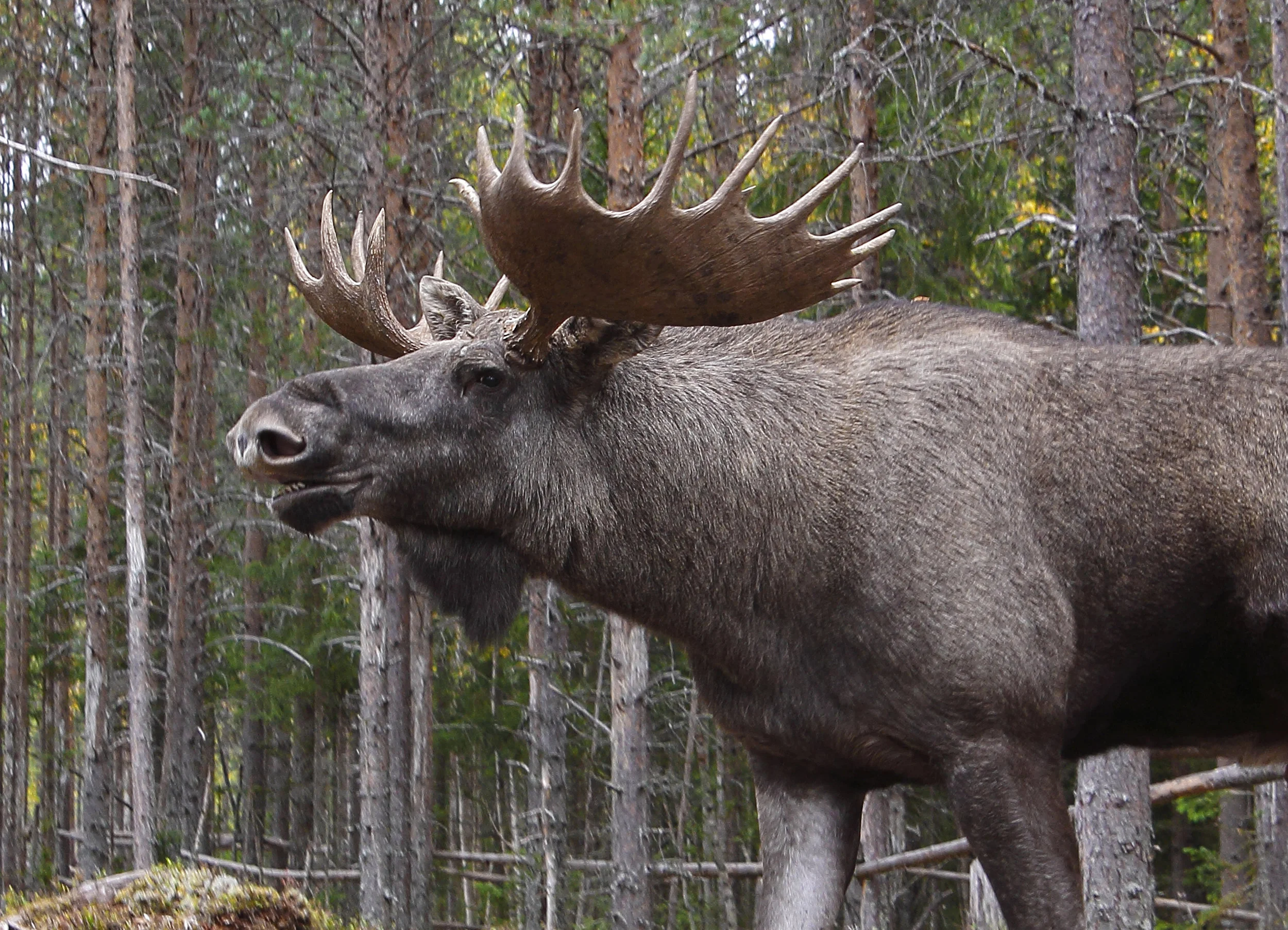 Moose
