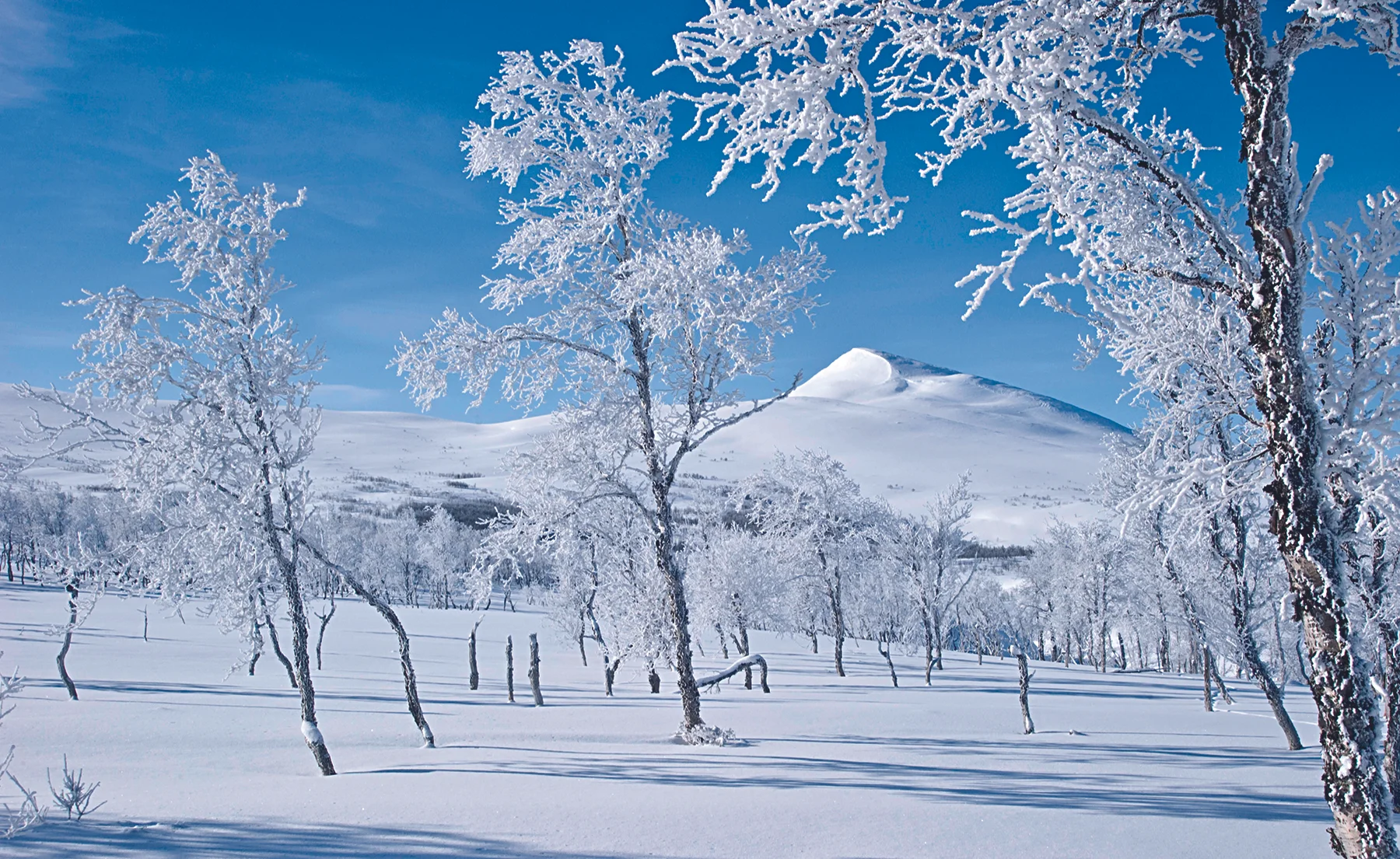 "Spring winter"