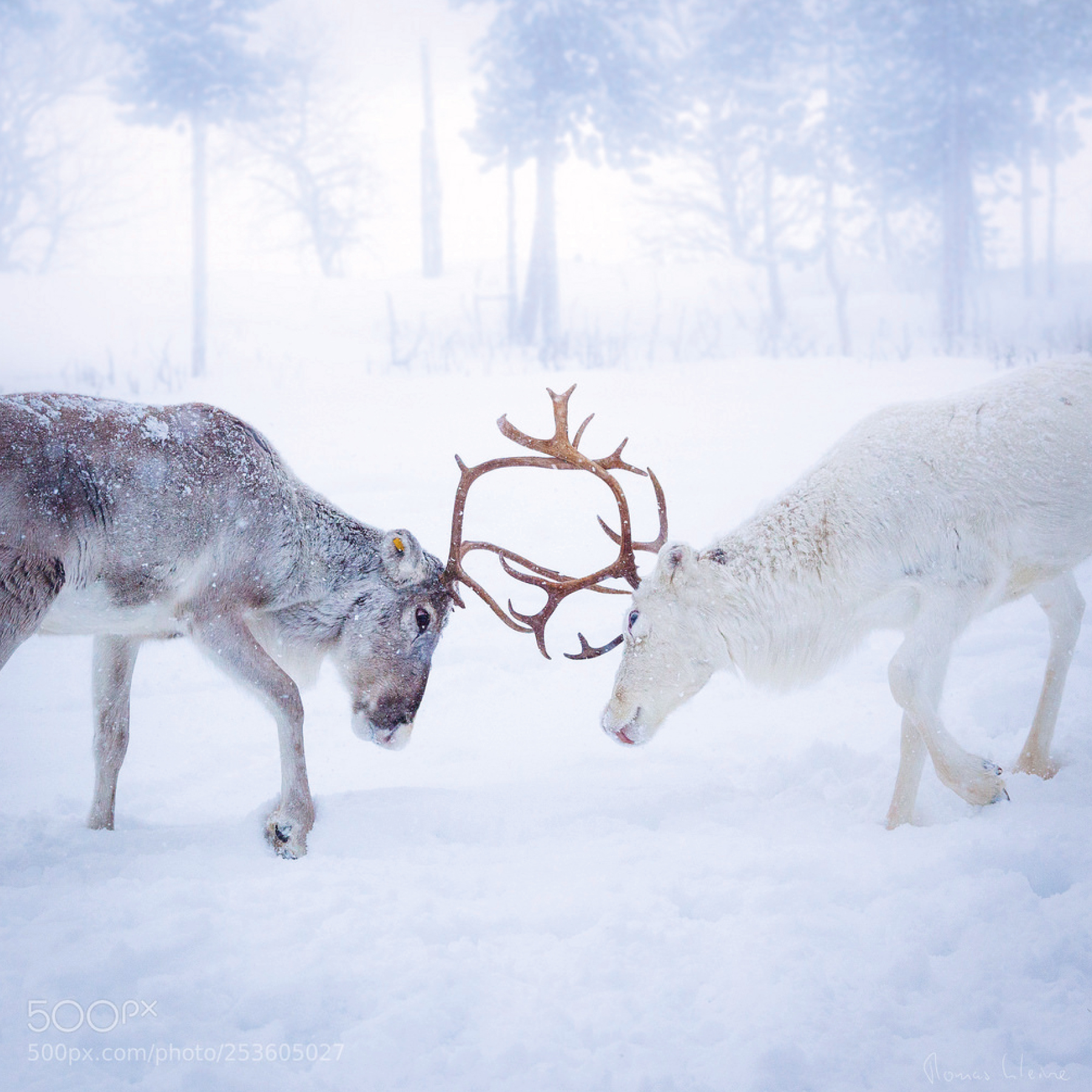  This image was taken a few miles east of Nellim in Finish Lapland in rather harsh weather. We met these two reindeers in mystic light during an excursion with snowmobiles near the Russian border. Thomas is living in Germany near Hamburg and in Swede
