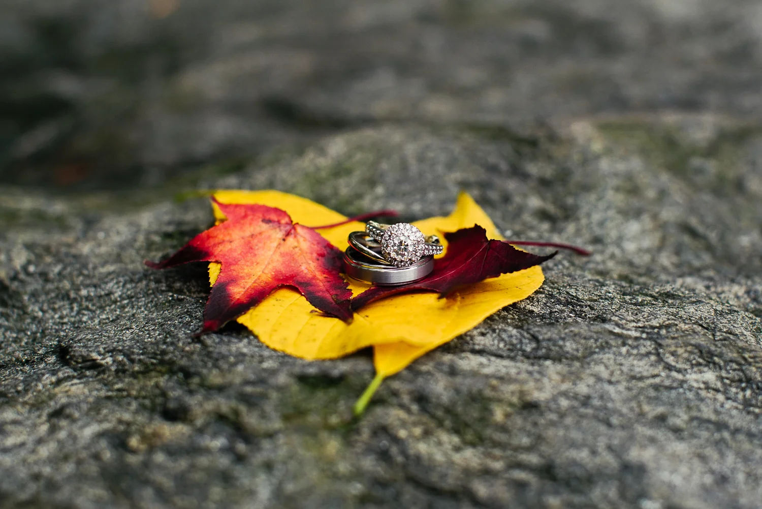 MrsLizCastro_ZaponFamily_Squarespace-21.jpg