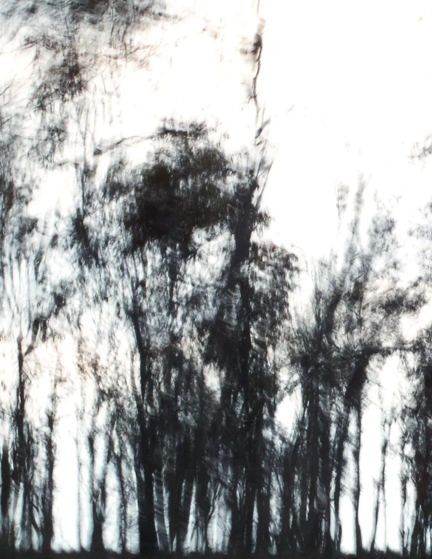 Tree_4_3 copy.jpg