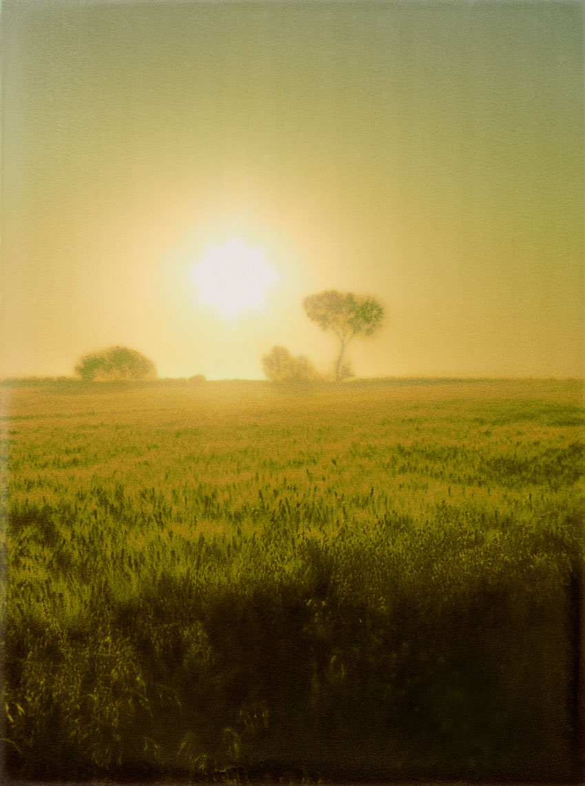  "Golden Day" Martyn Thompson 