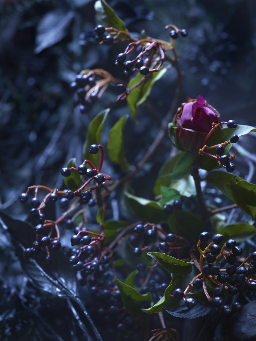  " My English Rose" Martyn Thompson 