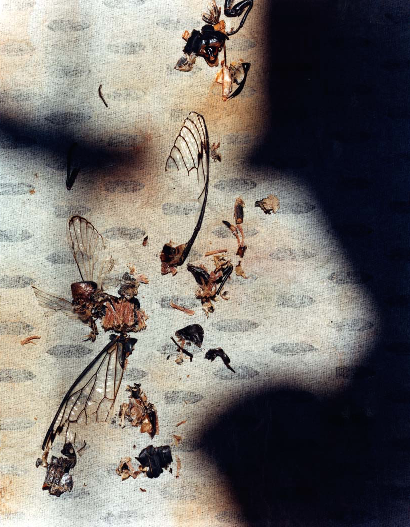 " Terre Australis" - Martyn Thompson