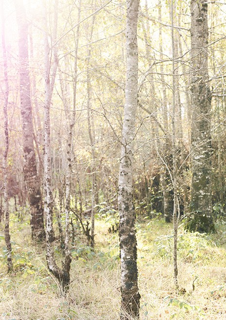 "In the trees" - Martyn Thompson