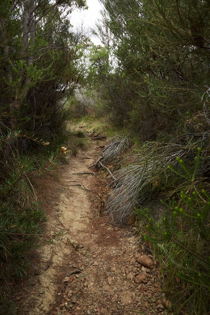 "The Right Path, Currarong NSW" - Martyn Thompson