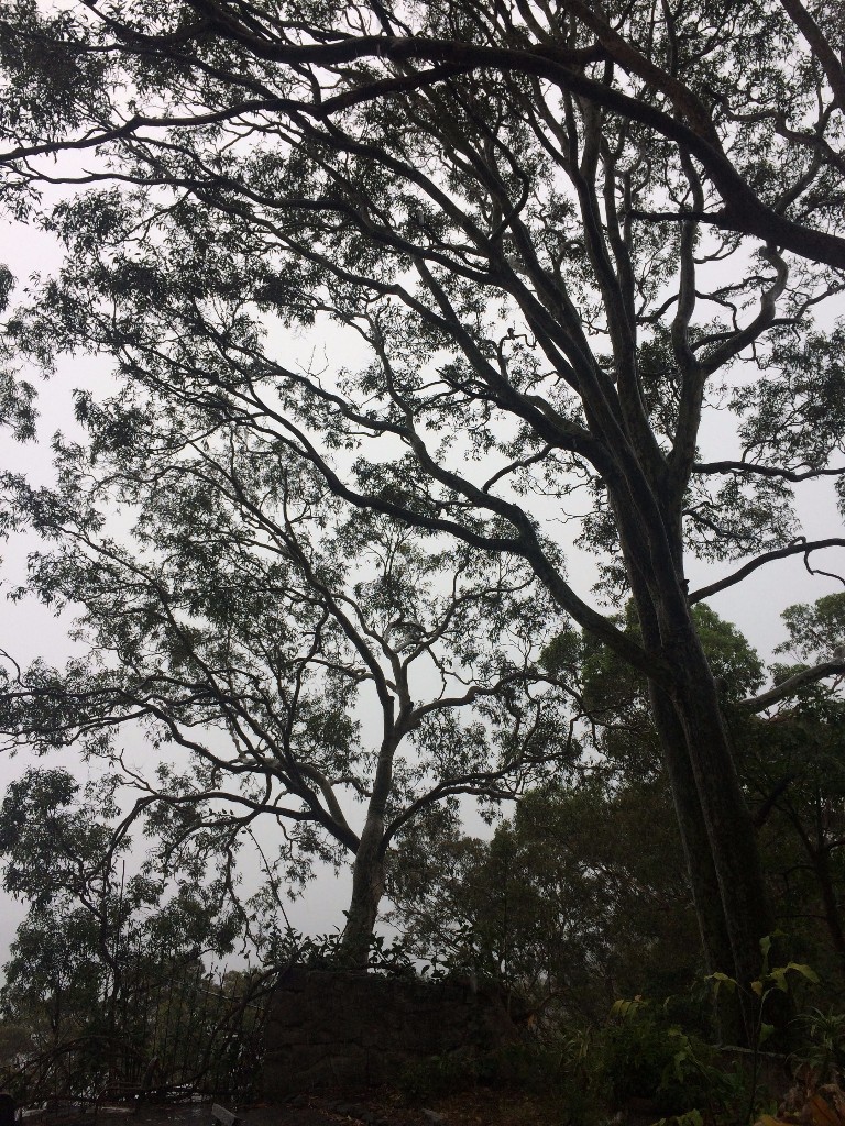 Avalon, Australia 2017 - Martyn Thompson